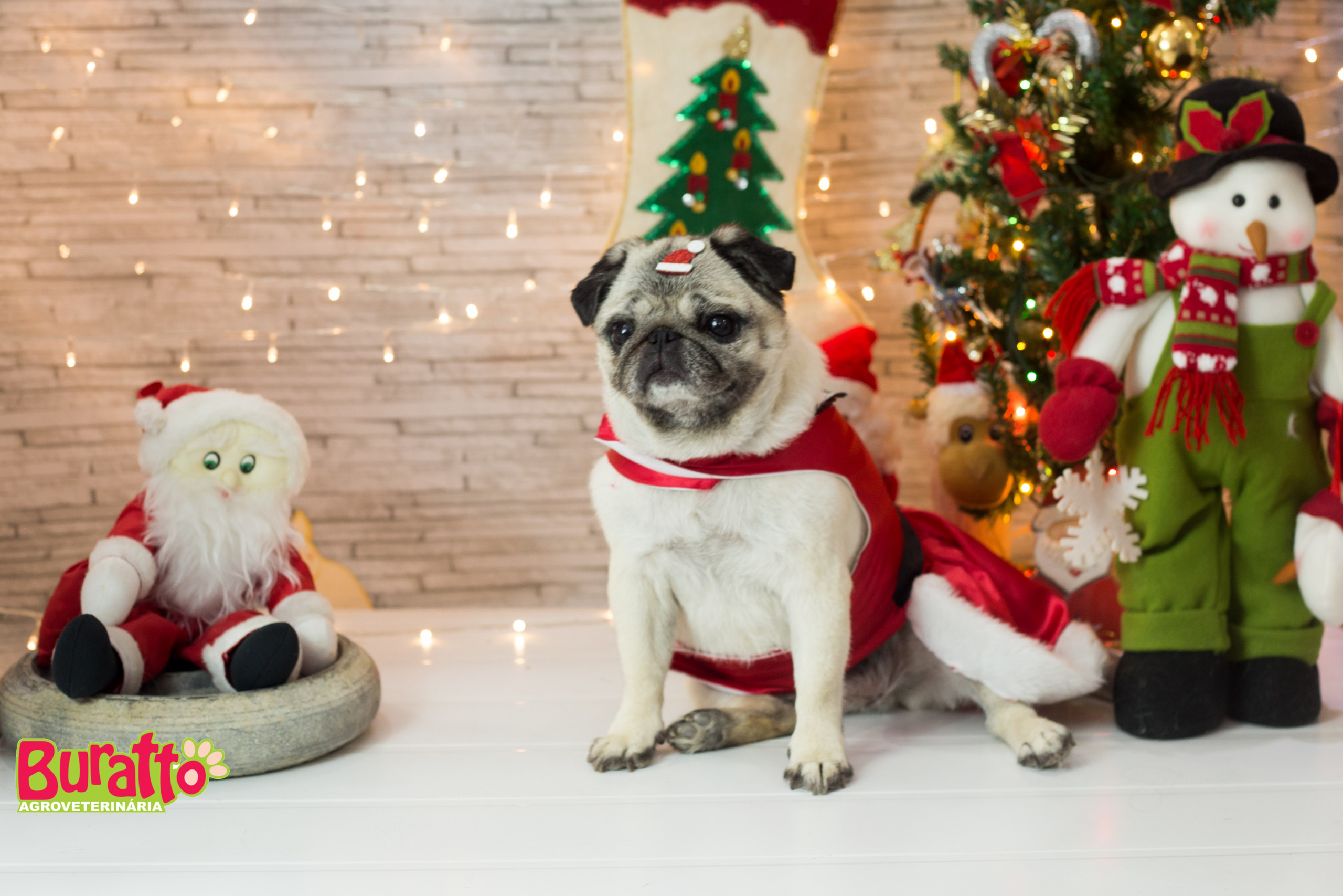 2018 — Natal encantado dos Pets. Fotografia Pet — estúdio, eventos, aniversários, ensaios temáticos
