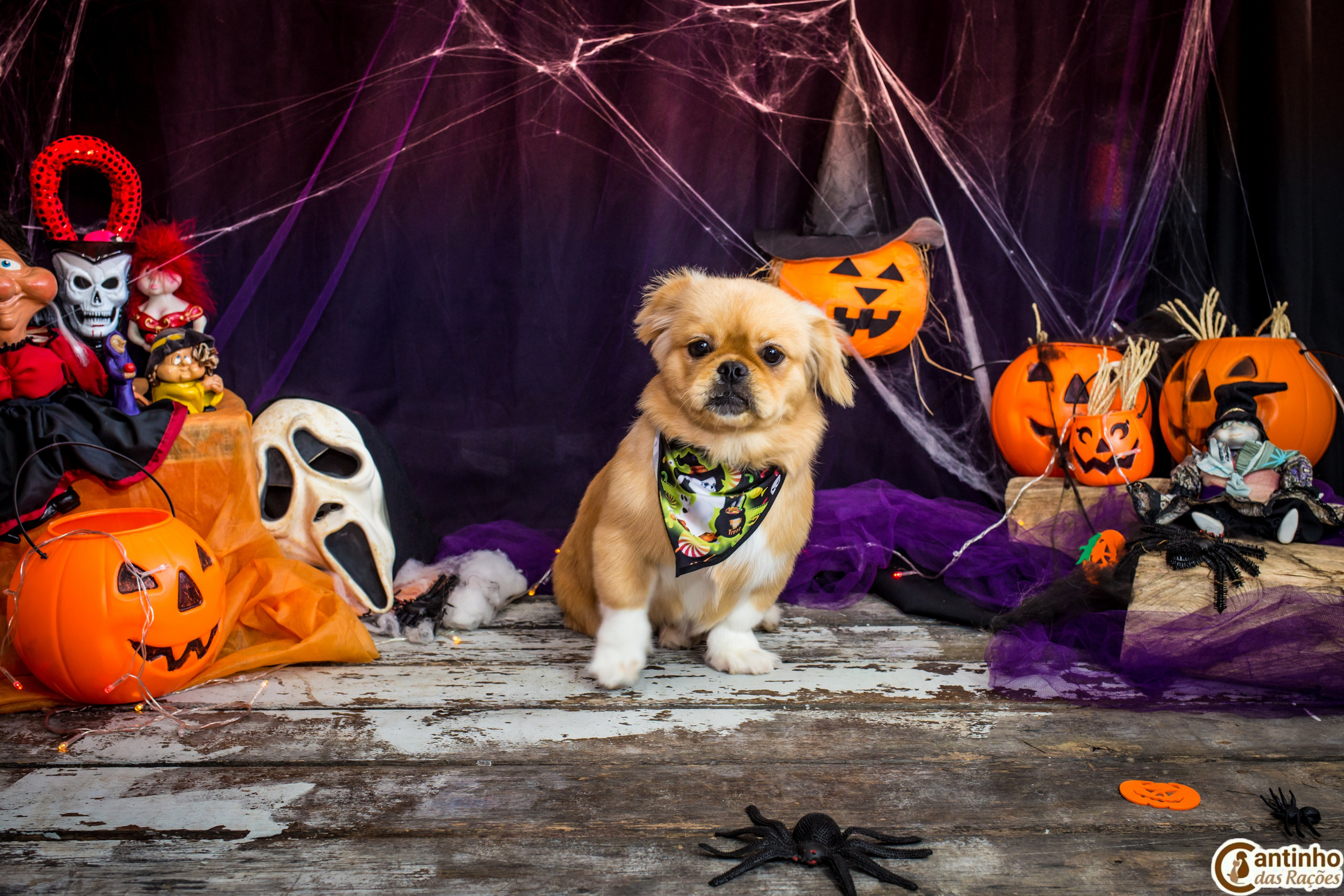 Hallowen — 2020 Doces ou travessuras. Fotografia Pet — estúdio, eventos, aniversários, ensaios temáticos
