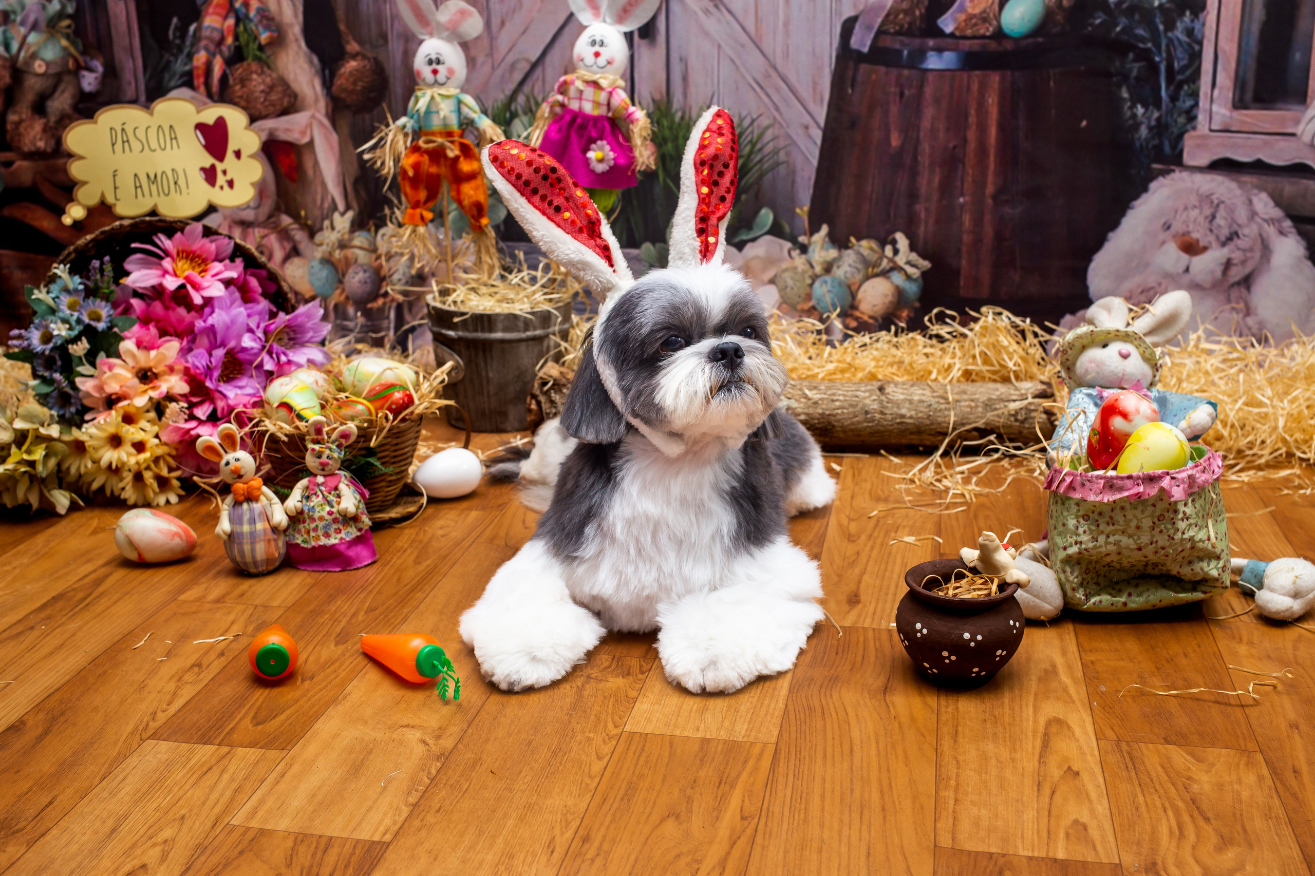 2023 — A doce Páscoa dos Pets. Fotografia Pet — estúdio, eventos, aniversários, ensaios temáticos