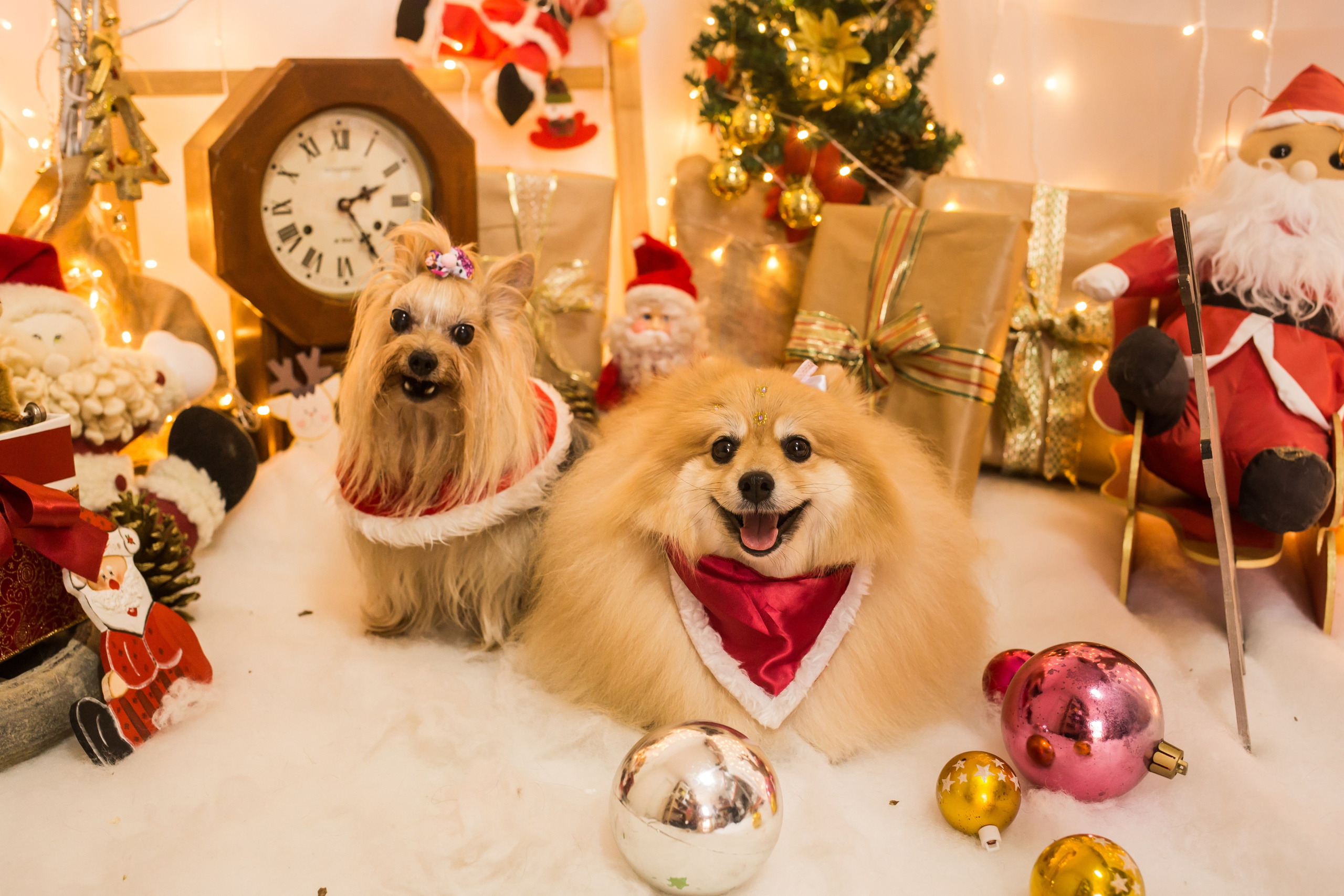 2021 — Natal encantado dos Pets. Fotografia Pet — estúdio, eventos, aniversários, ensaios temáticos
