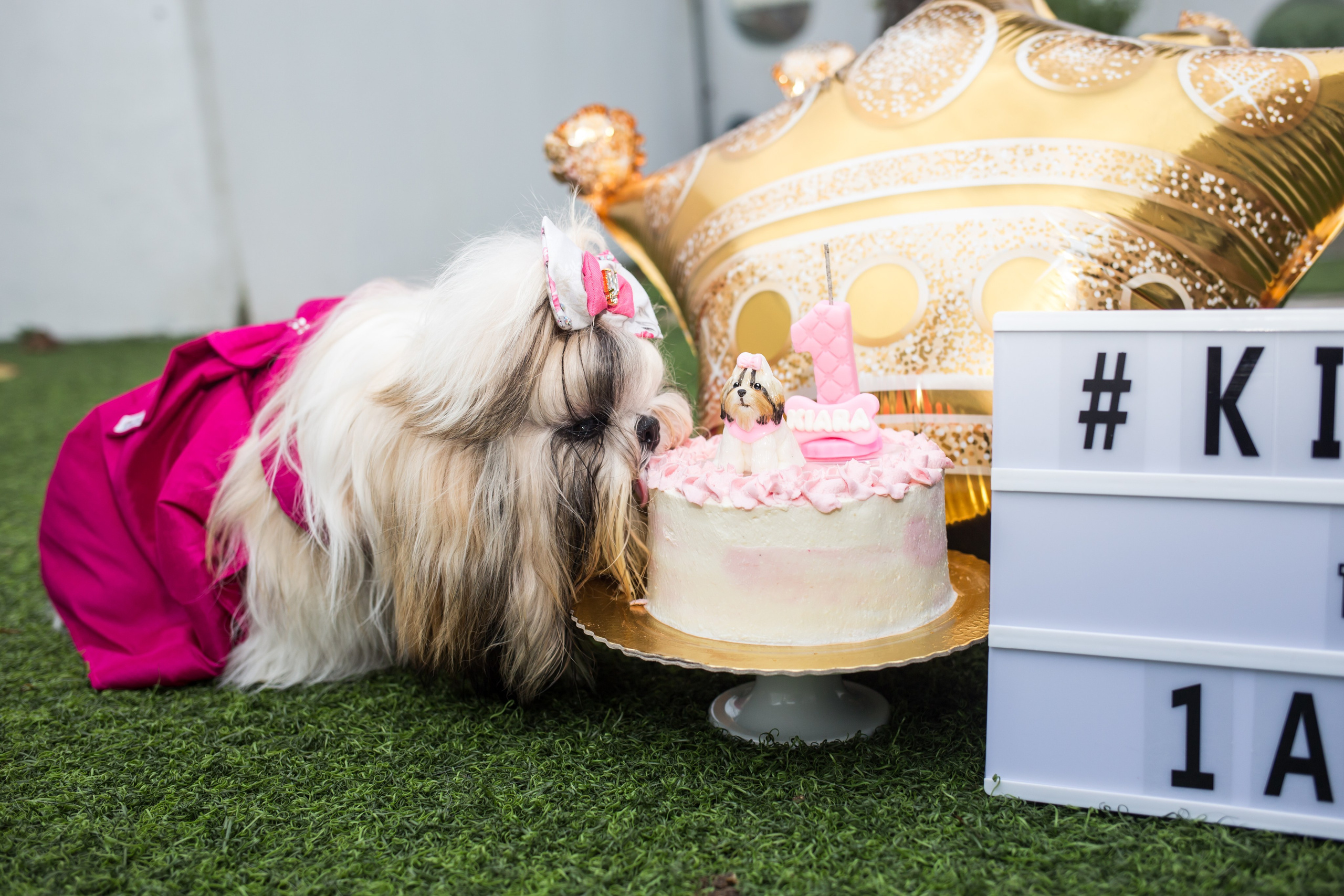 Kiara — 1 aninho. Fotografia Pet — estúdio, eventos, aniversários, ensaios temáticos