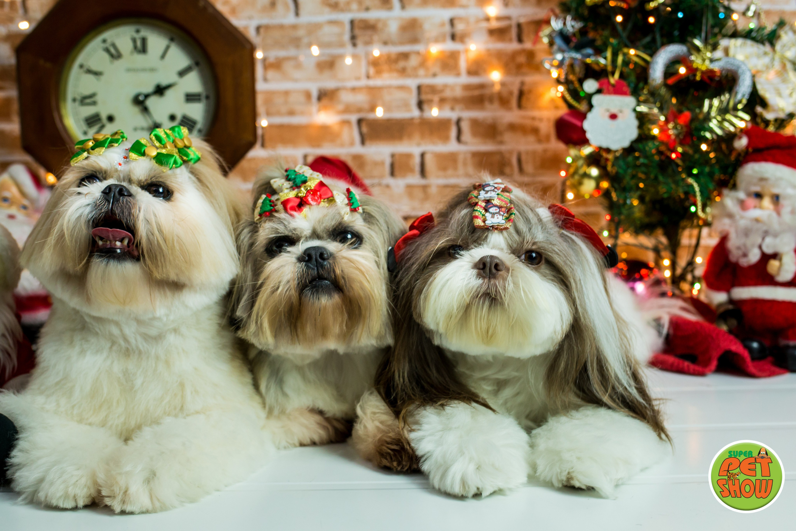 2019 — Natal encantado dos Pets. Fotografia Pet — estúdio, eventos, aniversários, ensaios temáticos