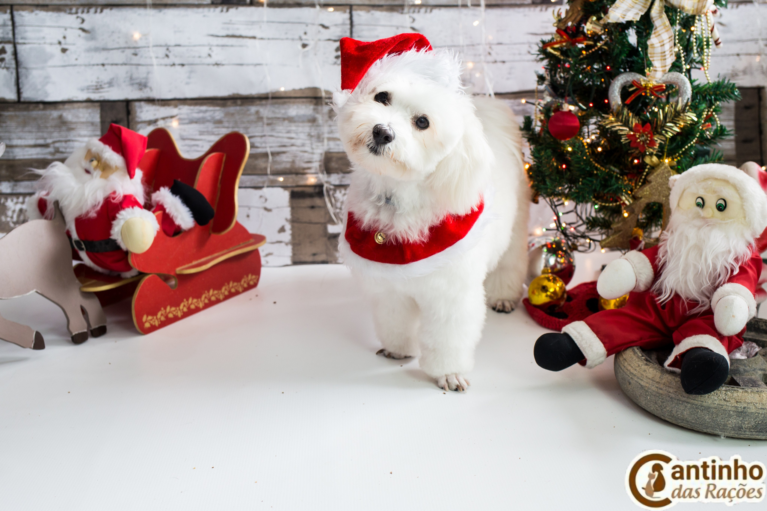 2019 — Natal encantado dos Pets. Fotografia Pet — estúdio, eventos, aniversários, ensaios temáticos