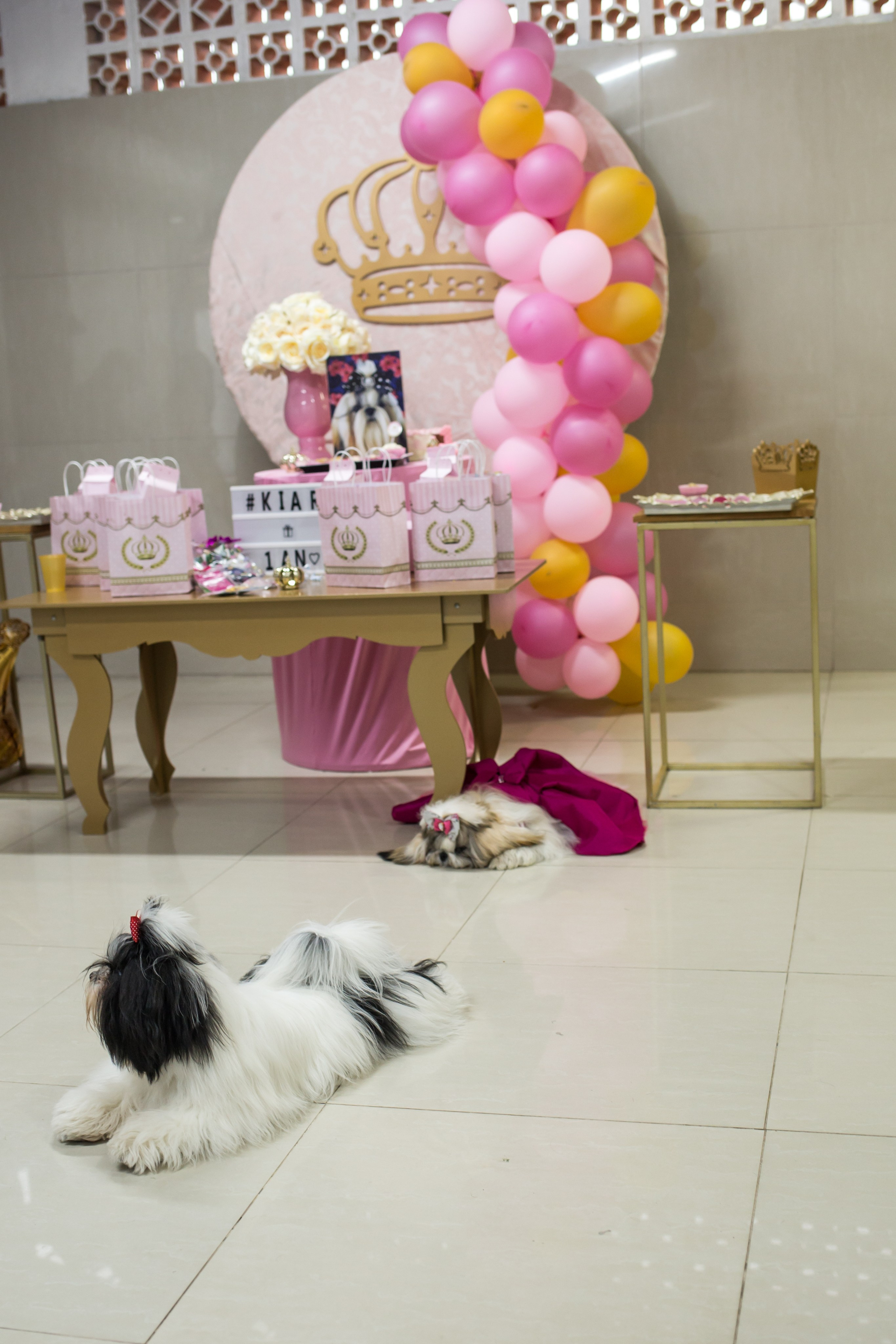 Kiara — 1 aninho. Fotografia Pet — estúdio, eventos, aniversários, ensaios temáticos