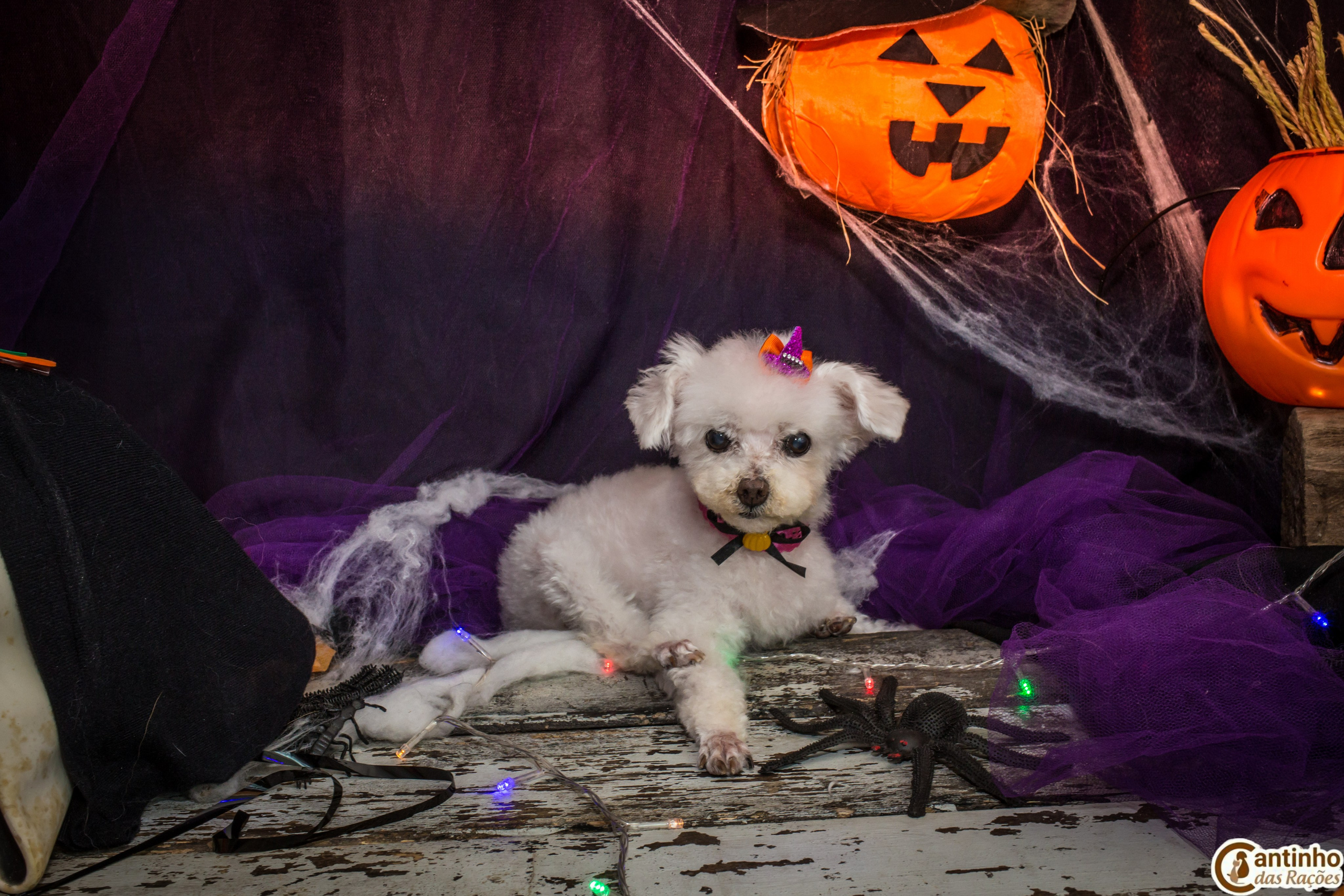 Hallowen — 2020 Doces ou travessuras. Fotografia Pet — estúdio, eventos, aniversários, ensaios temáticos