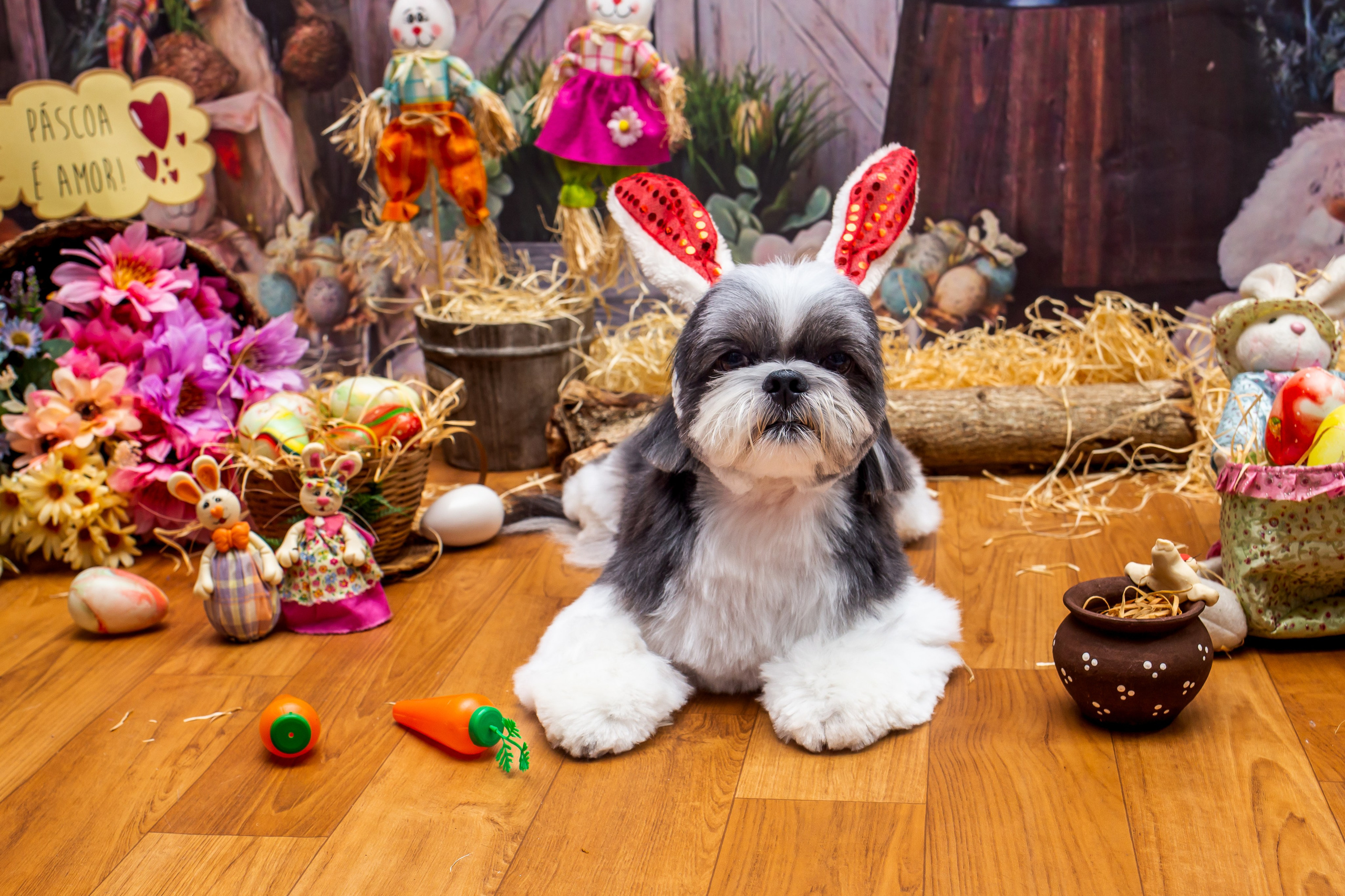2023 — A doce Páscoa dos Pets. Fotografia Pet — estúdio, eventos, aniversários, ensaios temáticos
