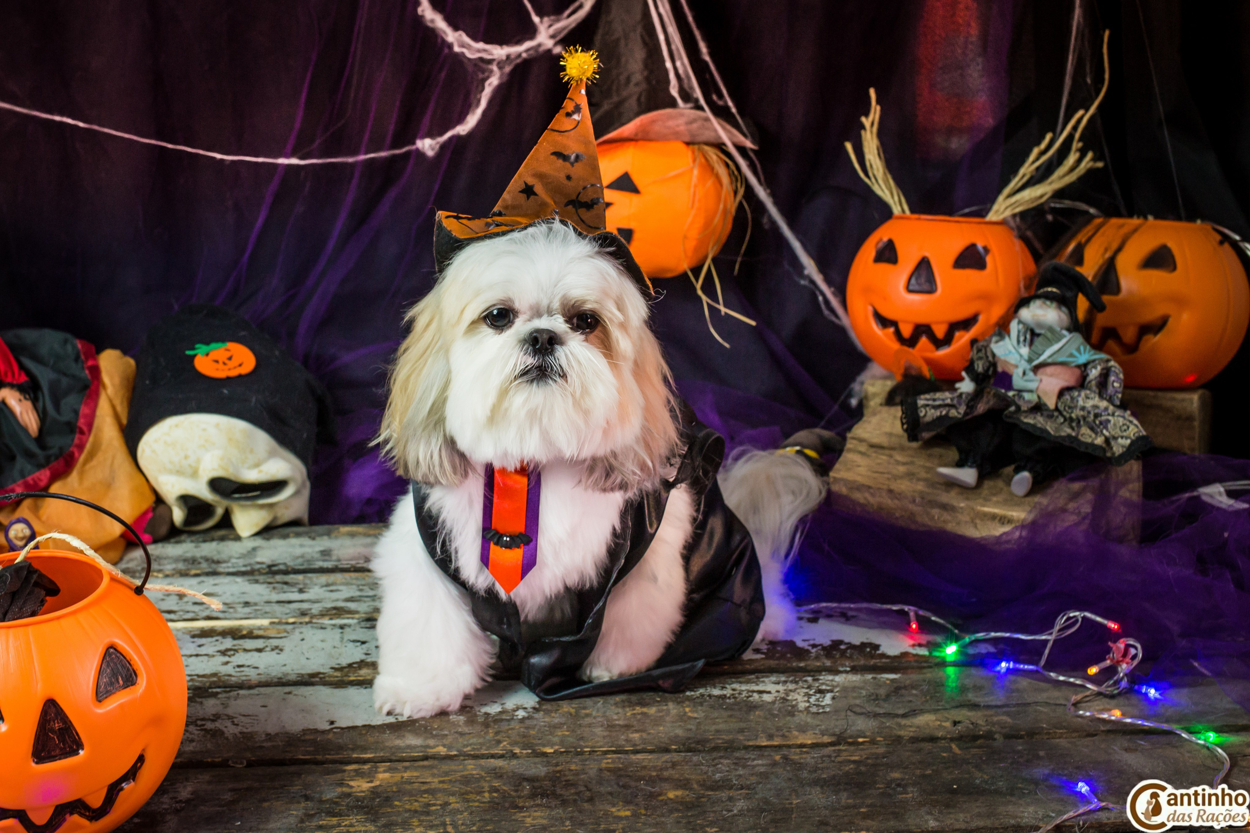 Hallowen — 2020 Doces ou travessuras. Fotografia Pet — estúdio, eventos, aniversários, ensaios temáticos