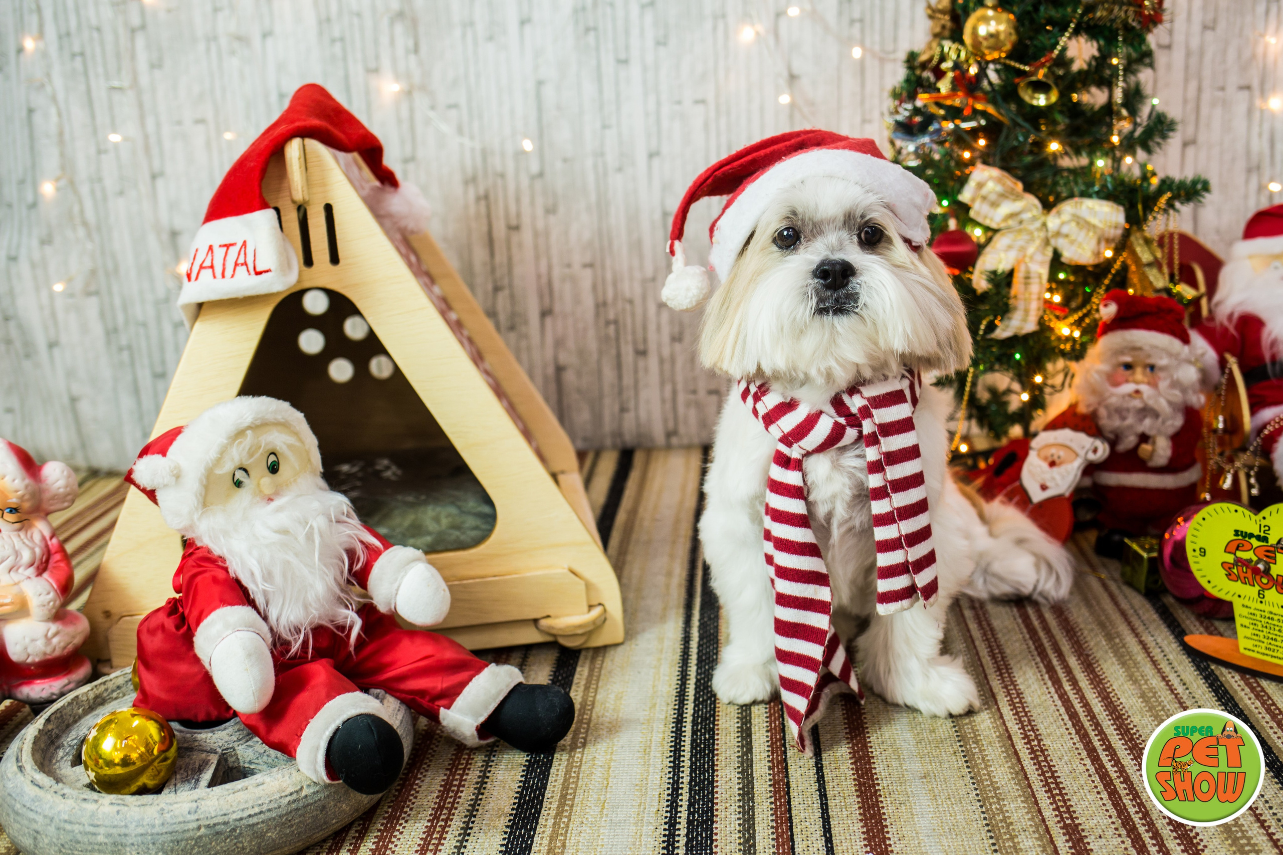 2019 — Natal encantado dos Pets. Fotografia Pet — estúdio, eventos, aniversários, ensaios temáticos