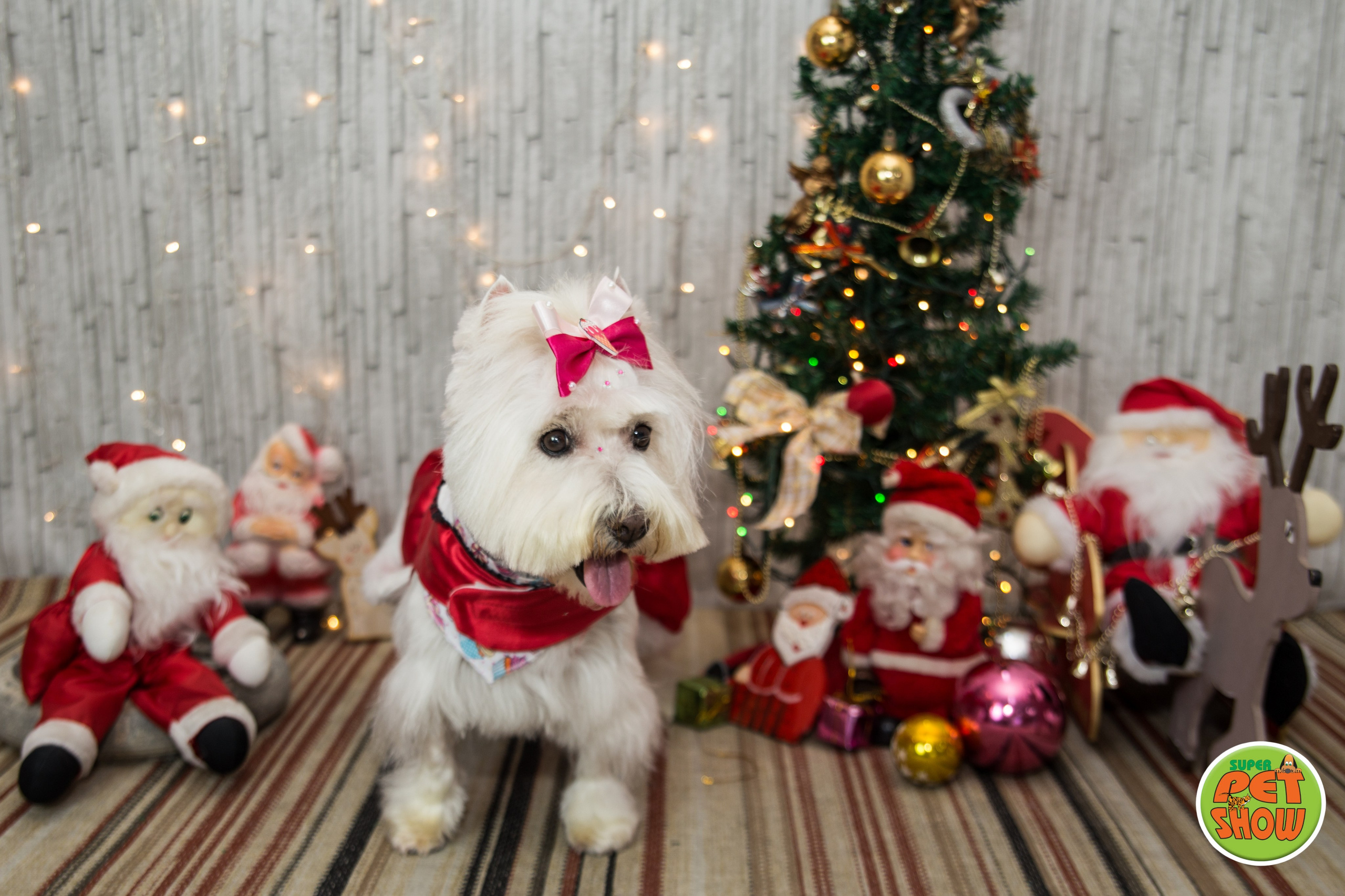 2019 — Natal encantado dos Pets. Fotografia Pet — estúdio, eventos, aniversários, ensaios temáticos