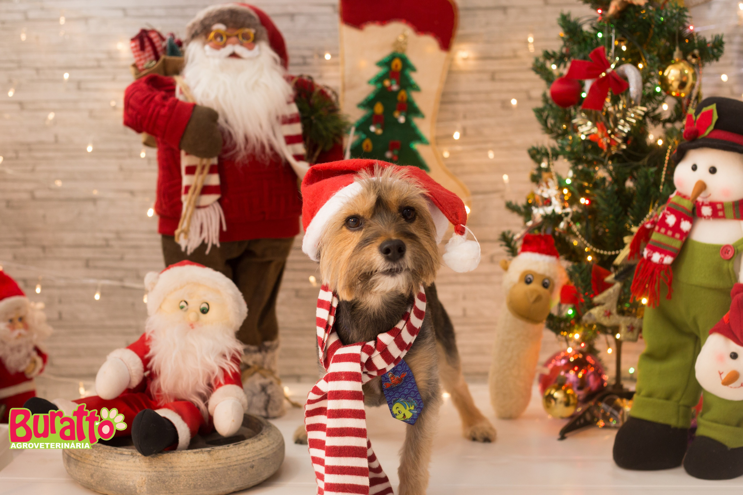 2018 — Natal encantado dos Pets. Fotografia Pet — estúdio, eventos, aniversários, ensaios temáticos