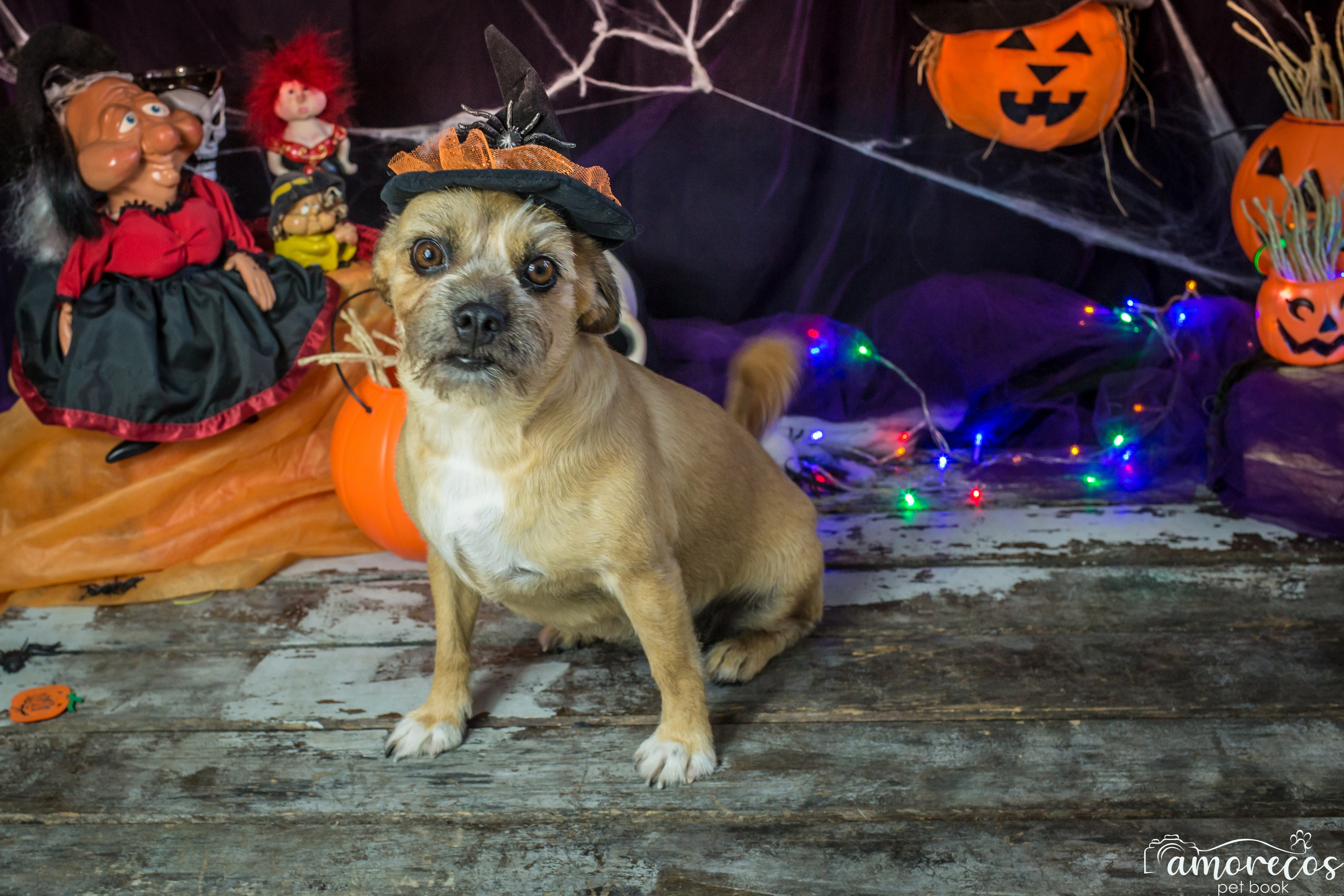 Hallowen — 2020 Doces ou travessuras. Fotografia Pet — estúdio, eventos, aniversários, ensaios temáticos