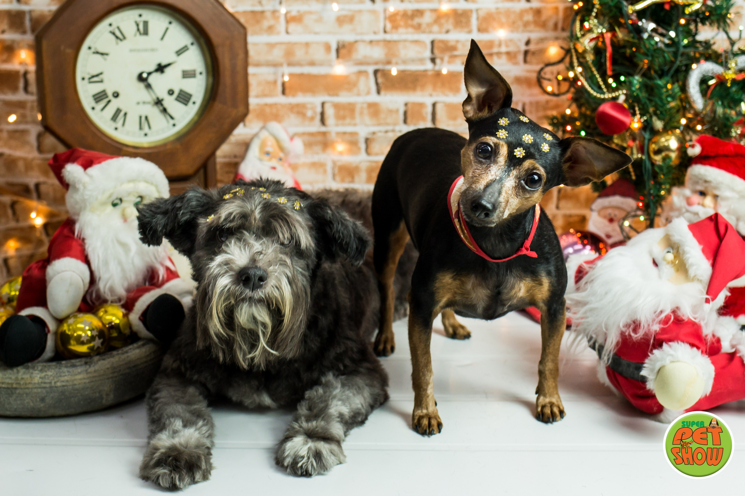 2019 — Natal encantado dos Pets. Fotografia Pet — estúdio, eventos, aniversários, ensaios temáticos