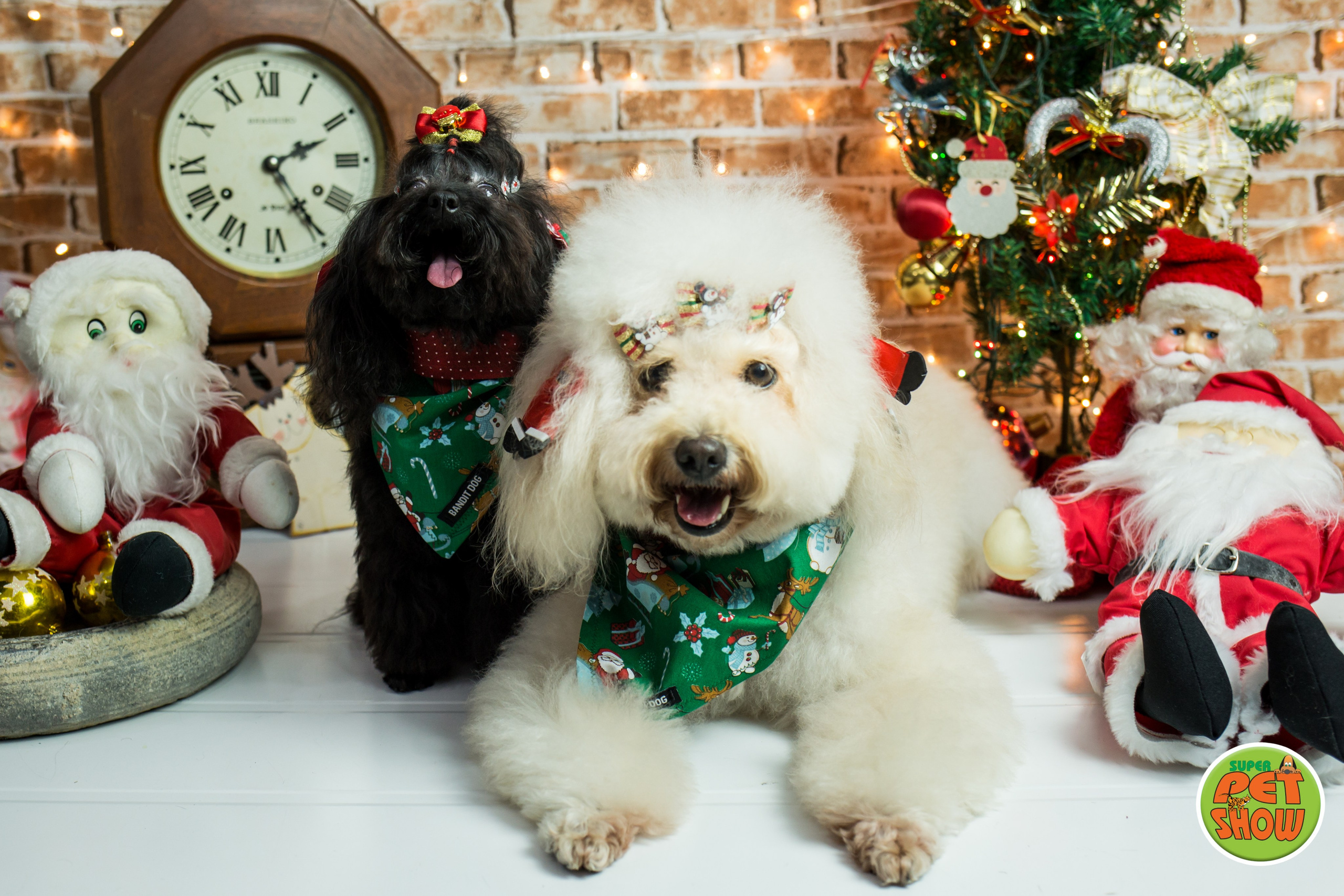 2019 — Natal encantado dos Pets. Fotografia Pet — estúdio, eventos, aniversários, ensaios temáticos