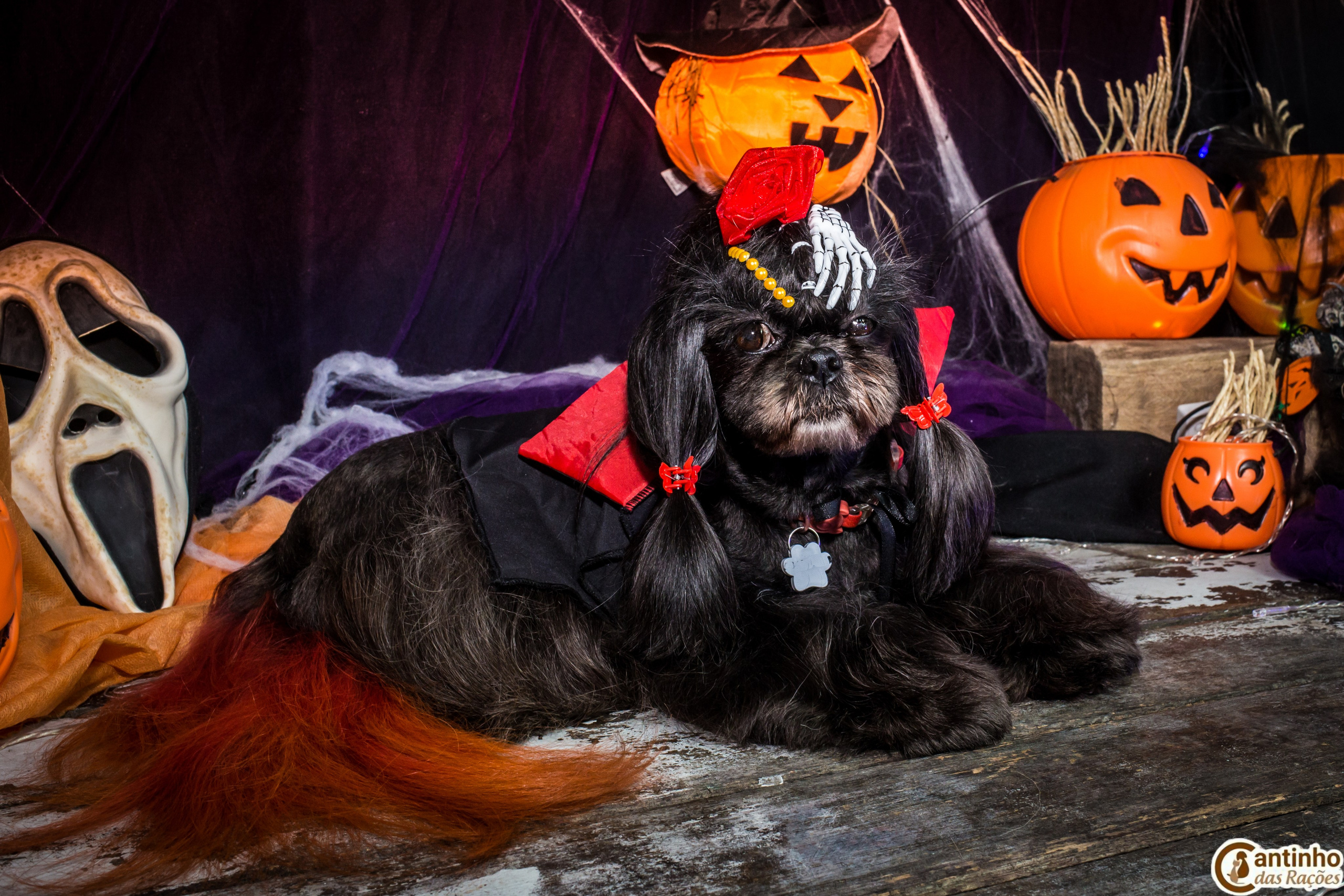 Hallowen — 2020 Doces ou travessuras. Fotografia Pet — estúdio, eventos, aniversários, ensaios temáticos