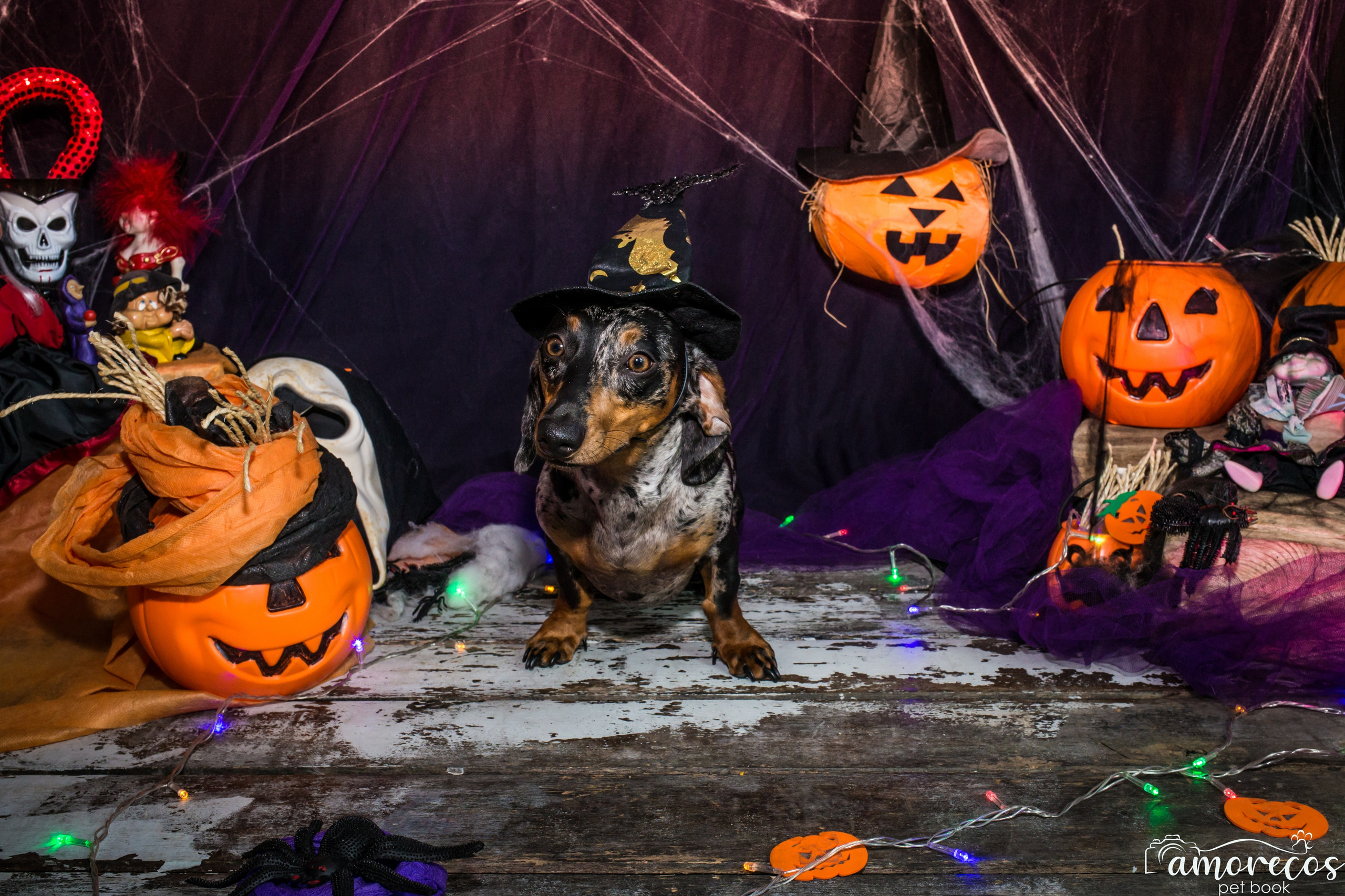 Hallowen — 2020 Doces ou travessuras. Fotografia Pet — estúdio, eventos, aniversários, ensaios temáticos