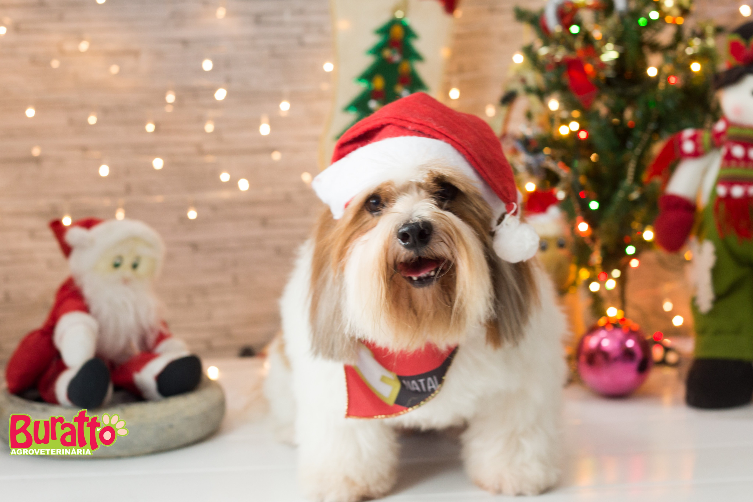 2018 — Natal encantado dos Pets. Fotografia Pet — estúdio, eventos, aniversários, ensaios temáticos