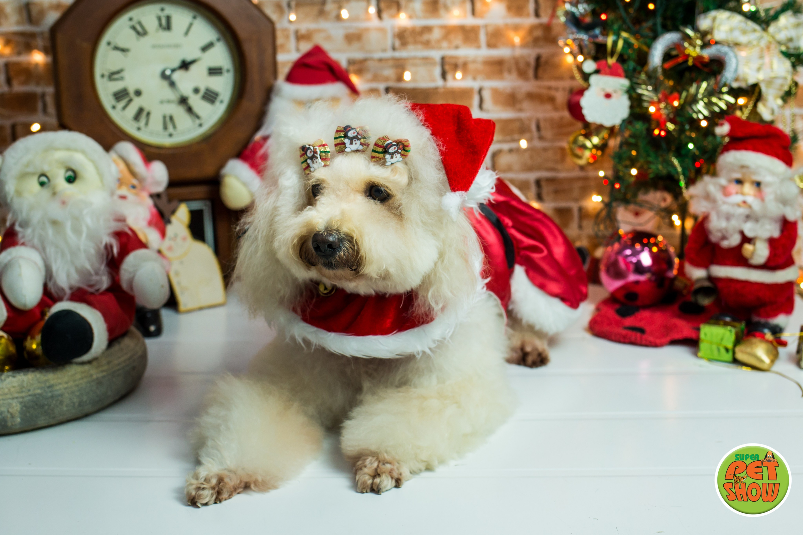 2019 — Natal encantado dos Pets. Fotografia Pet — estúdio, eventos, aniversários, ensaios temáticos
