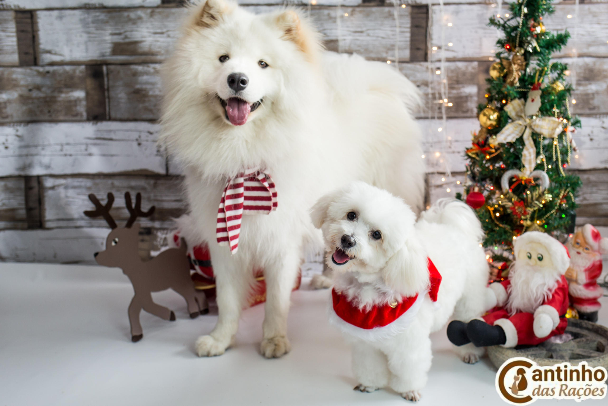 2019 — Natal encantado dos Pets. Fotografia Pet — estúdio, eventos, aniversários, ensaios temáticos