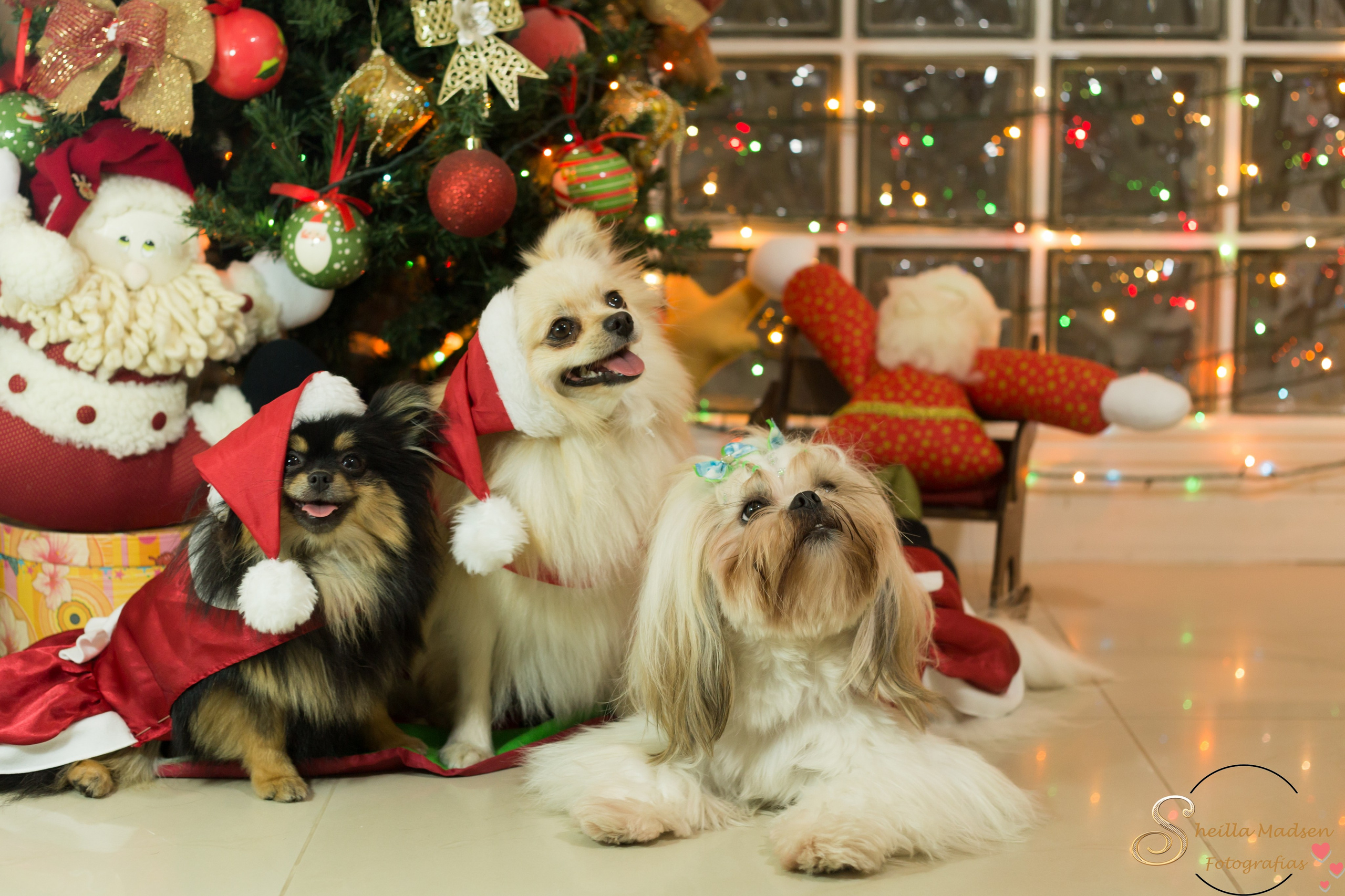 🐾 Um Natal cheio de amor, no cantinho deles. Fotografia Pet — estúdio, eventos, aniversários, ensaios temáticos
