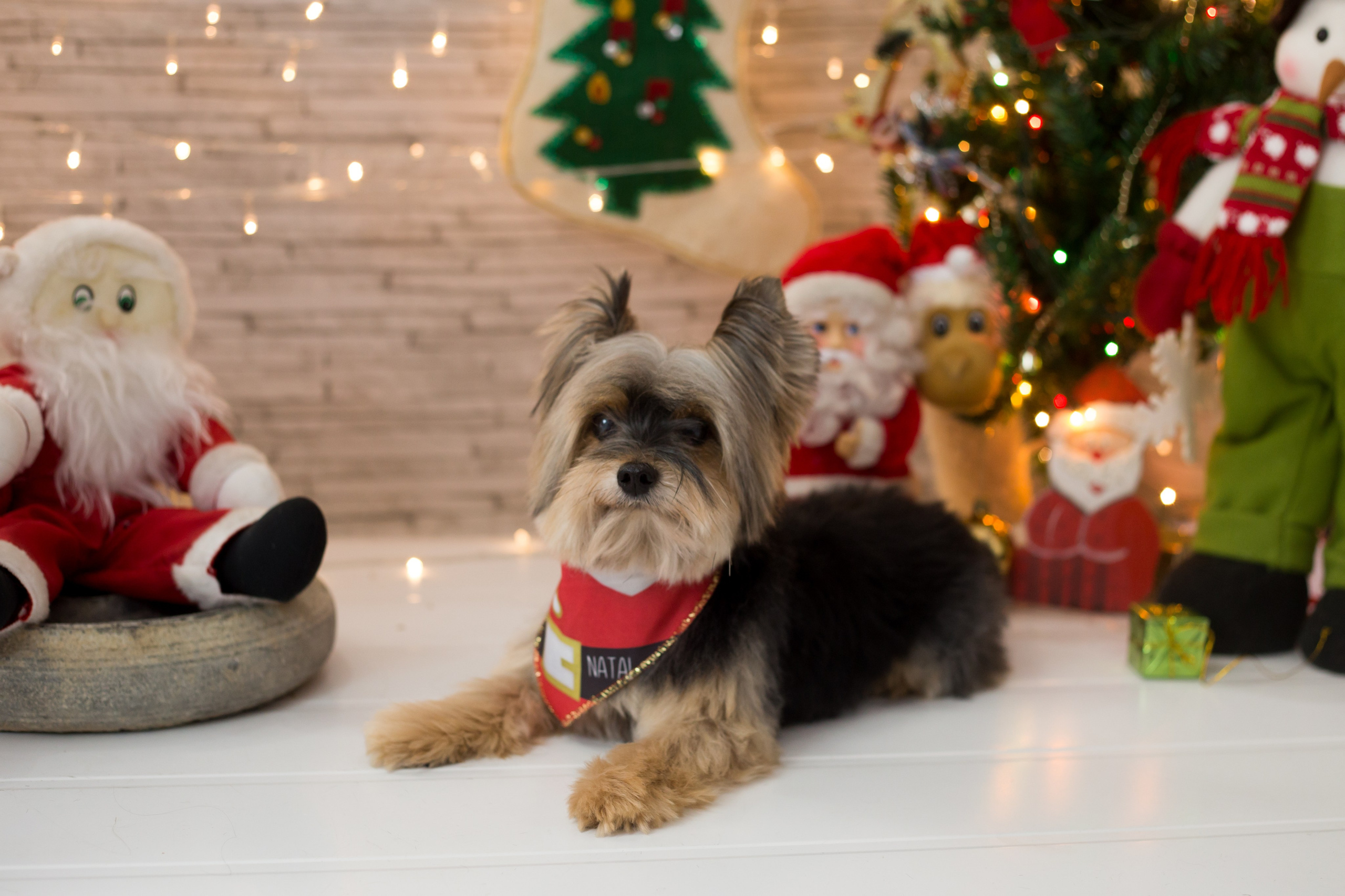 2018 — Natal encantado dos Pets. Fotografia Pet — estúdio, eventos, aniversários, ensaios temáticos