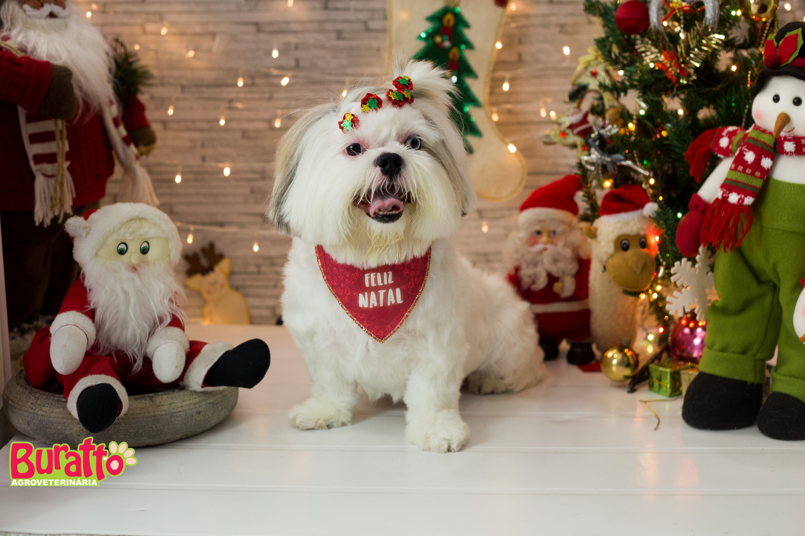 2018 — Natal encantado dos Pets. Fotografia Pet — estúdio, eventos, aniversários, ensaios temáticos