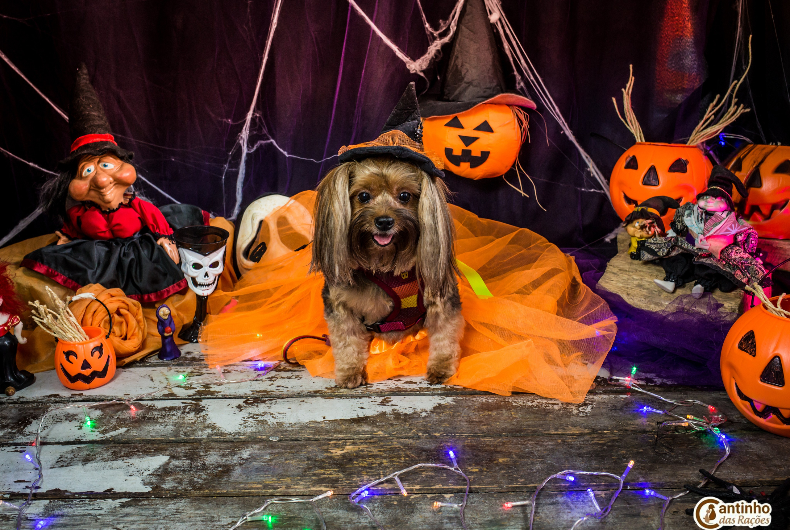 Hallowen — 2020 Doces ou travessuras. Fotografia Pet — estúdio, eventos, aniversários, ensaios temáticos