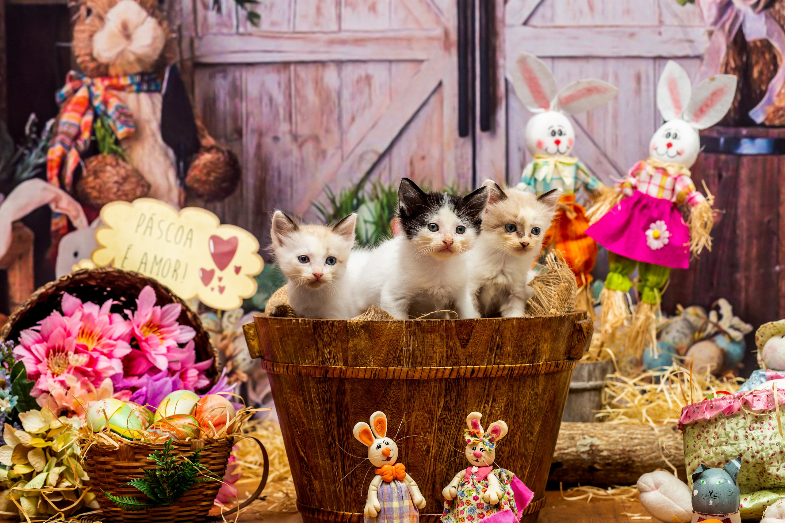 2023 — A doce Páscoa dos Pets. Fotografia Pet — estúdio, eventos, aniversários, ensaios temáticos