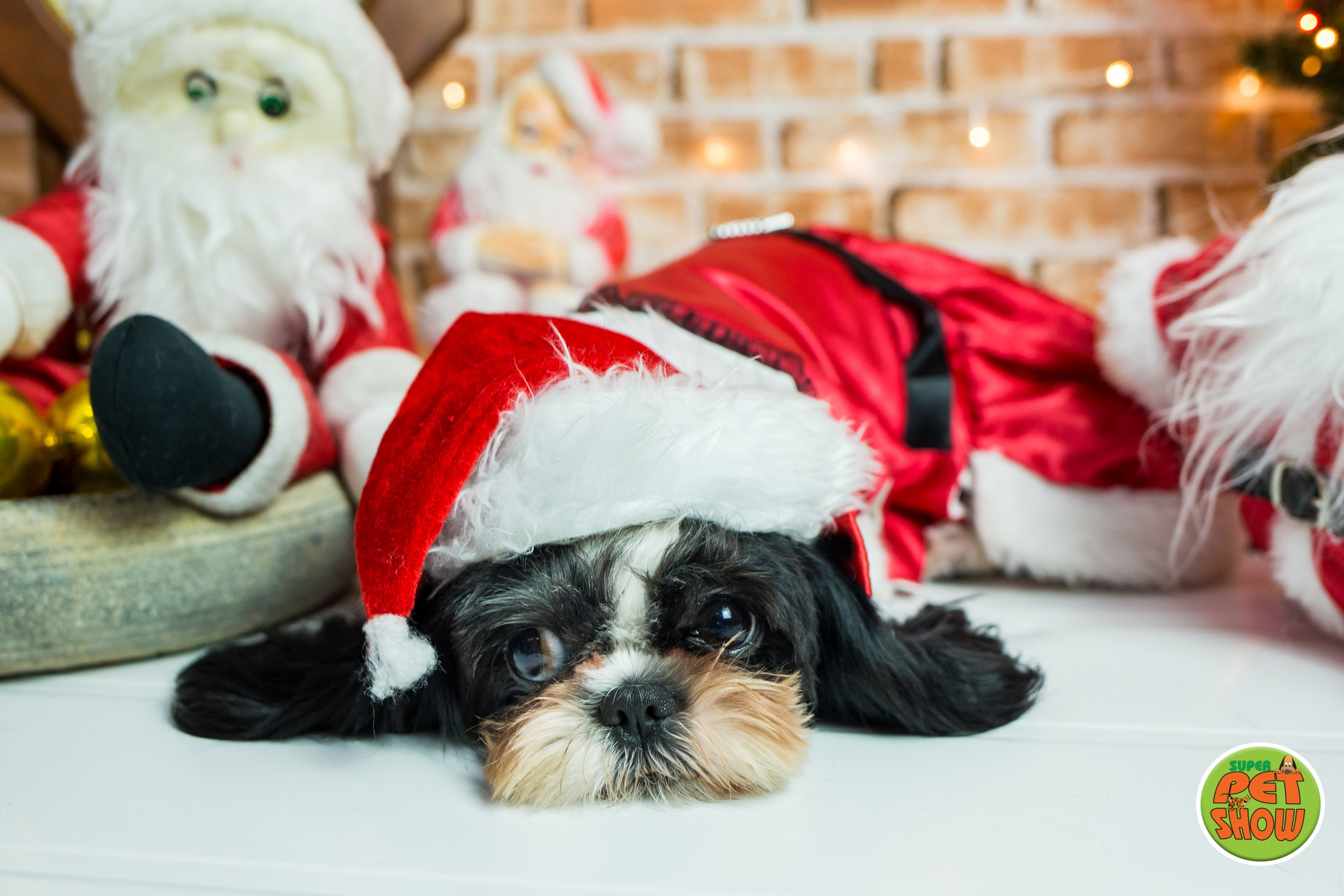 2019 — Natal encantado dos Pets. Fotografia Pet — estúdio, eventos, aniversários, ensaios temáticos