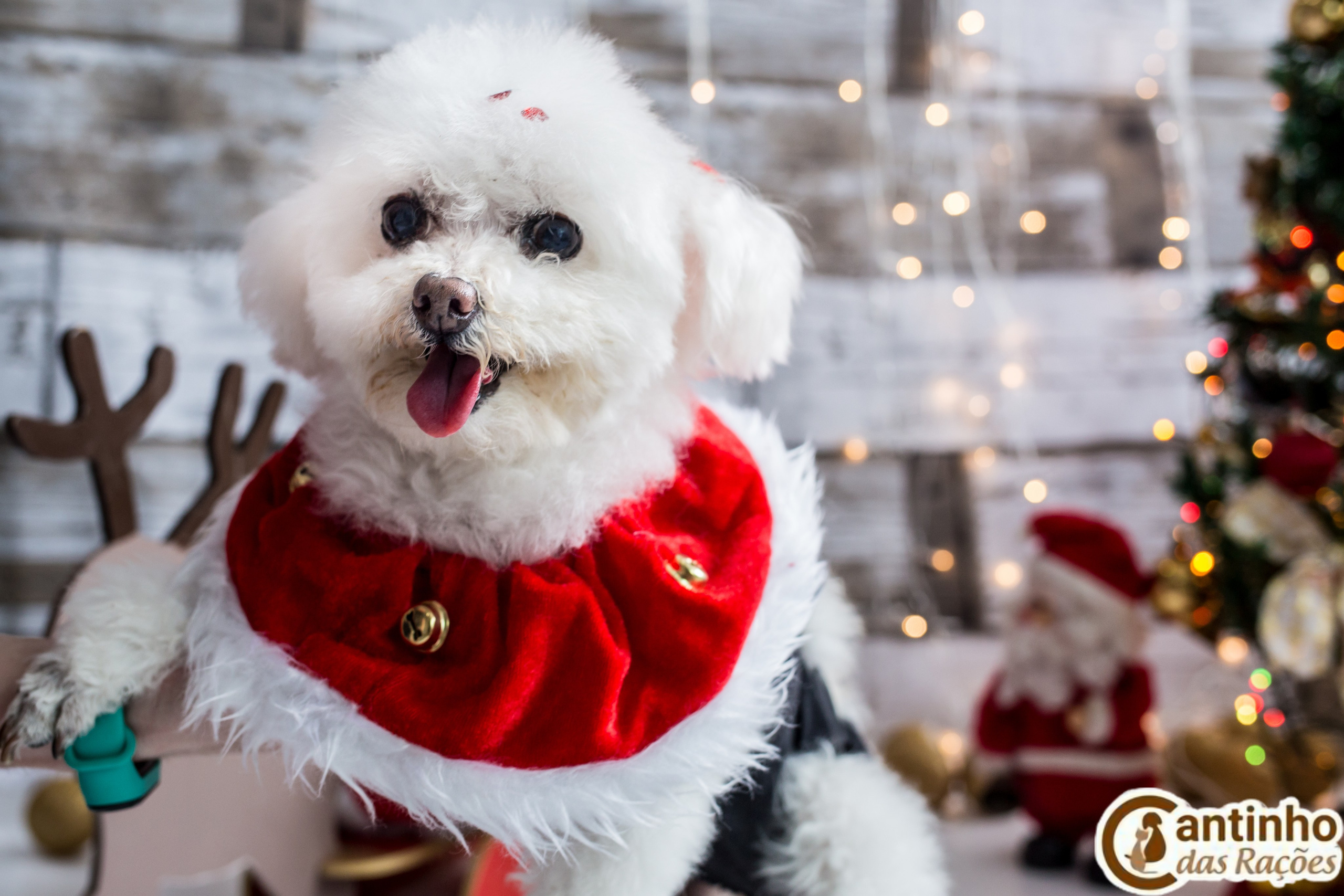 2019 — Natal encantado dos Pets. Fotografia Pet — estúdio, eventos, aniversários, ensaios temáticos