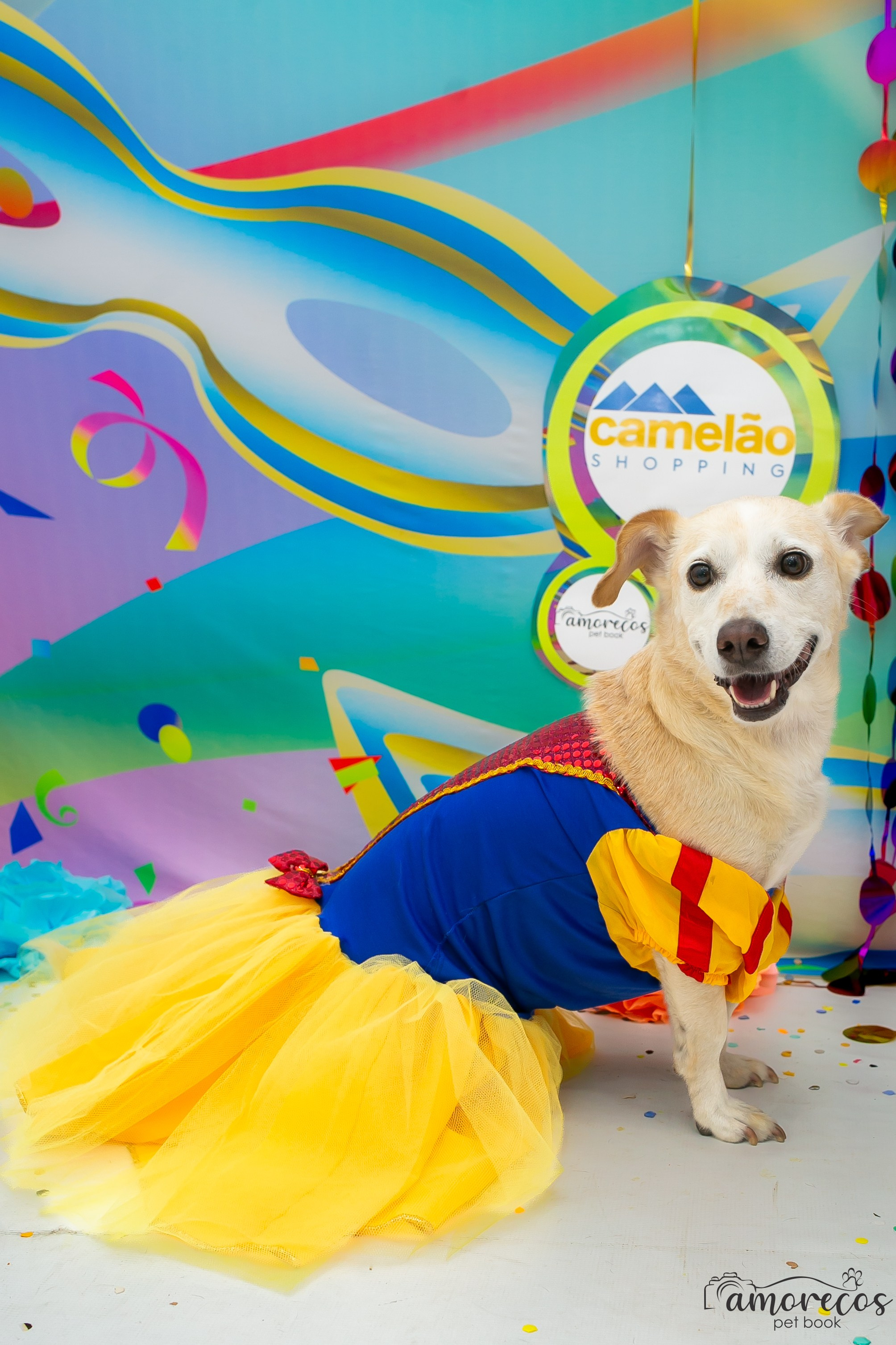 Carnaval 2026 — Camelão. Fotografia Pet — estúdio, eventos, aniversários, ensaios temáticos
