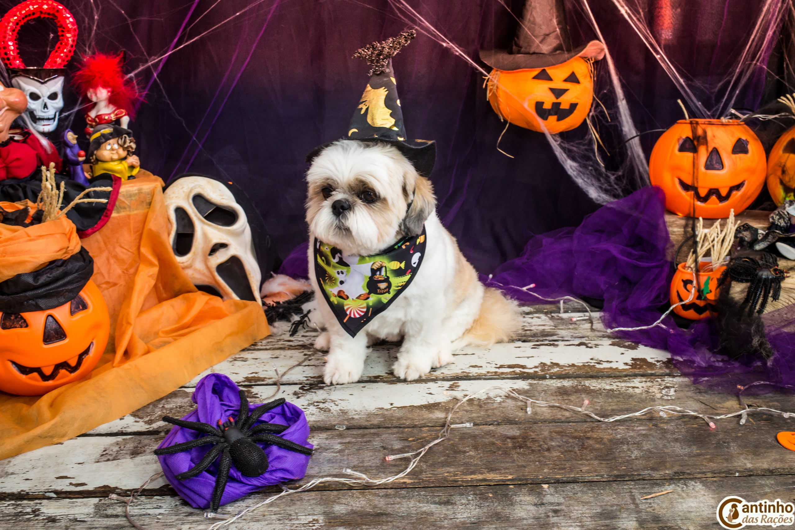 Hallowen — 2020 Doces ou travessuras. Fotografia Pet — estúdio, eventos, aniversários, ensaios temáticos