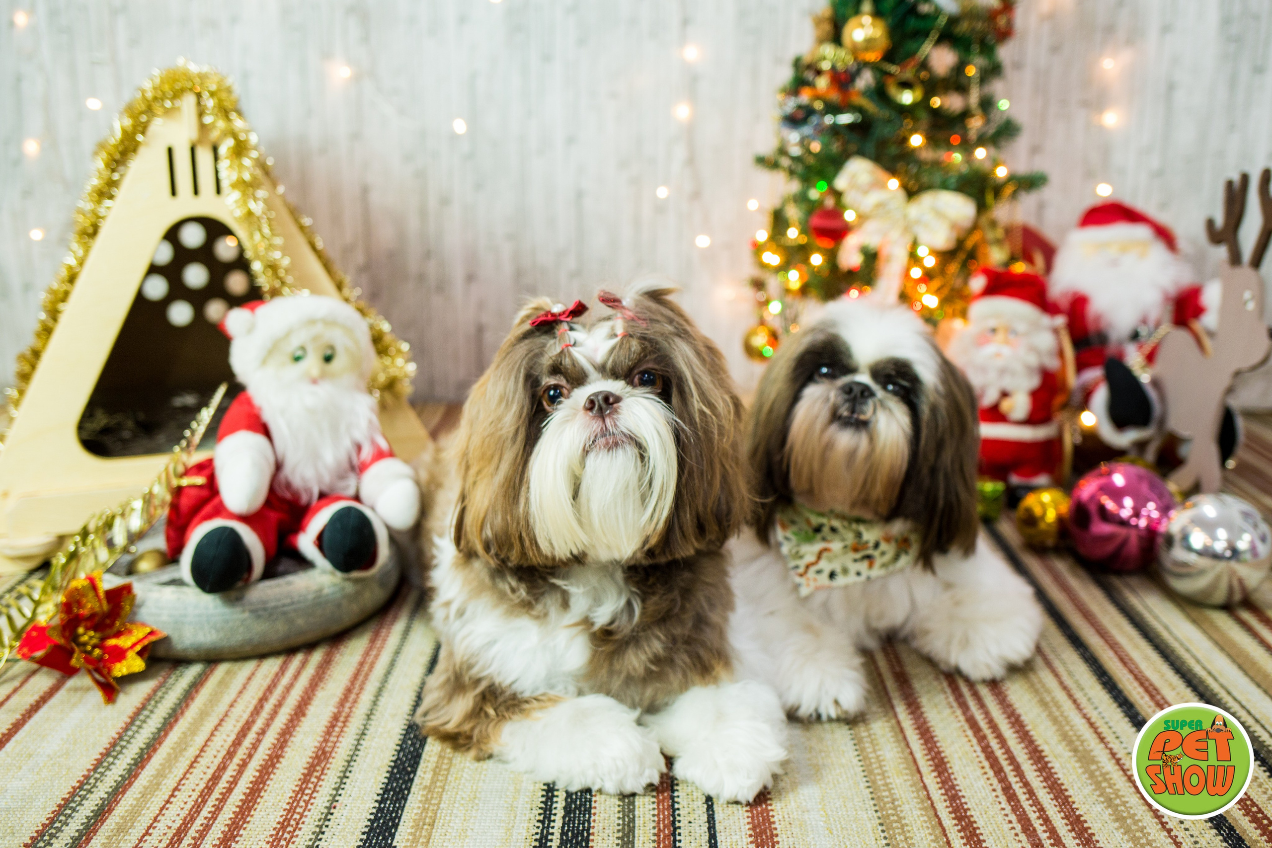 2019 — Natal encantado dos Pets. Fotografia Pet — estúdio, eventos, aniversários, ensaios temáticos