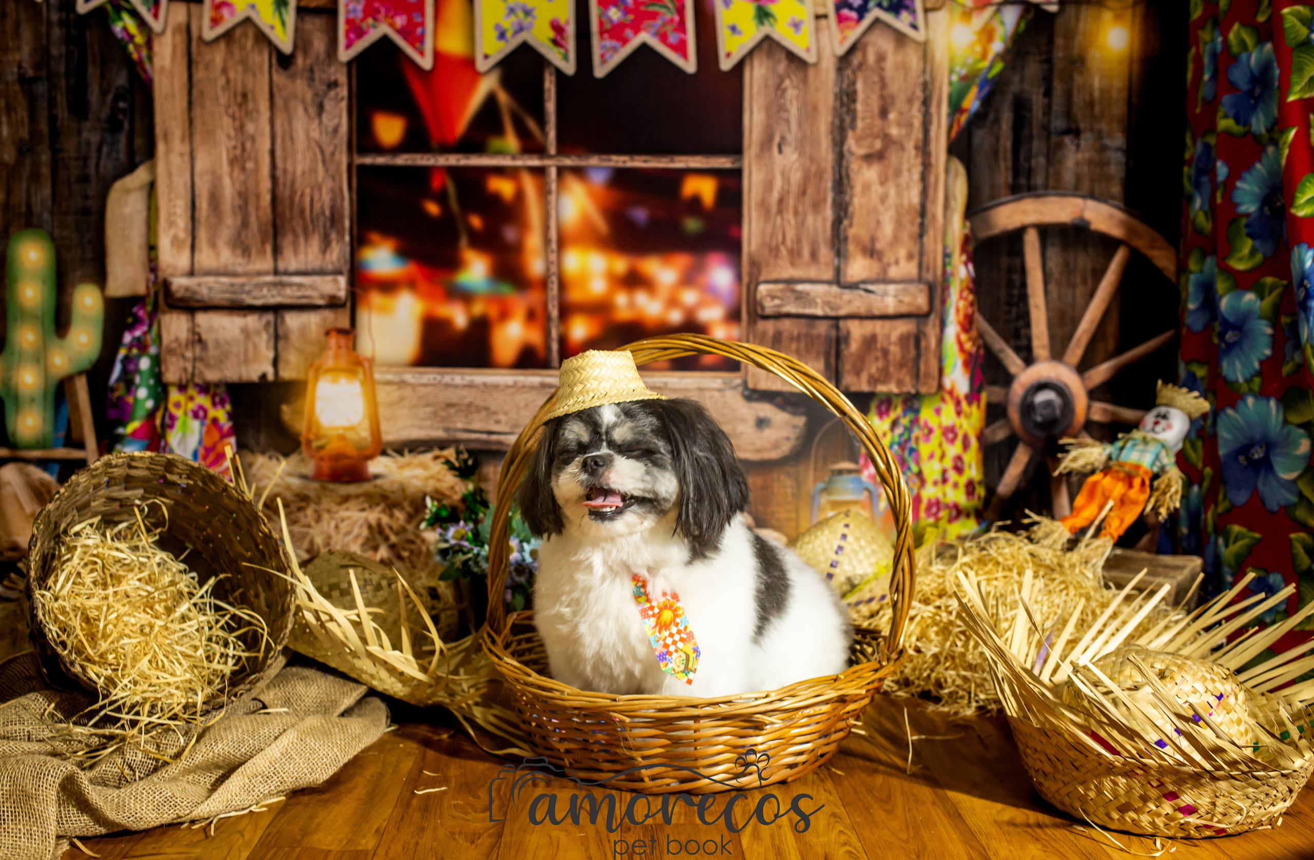 Arraia 2022. Fotografia Pet — estúdio, eventos, aniversários, ensaios temáticos