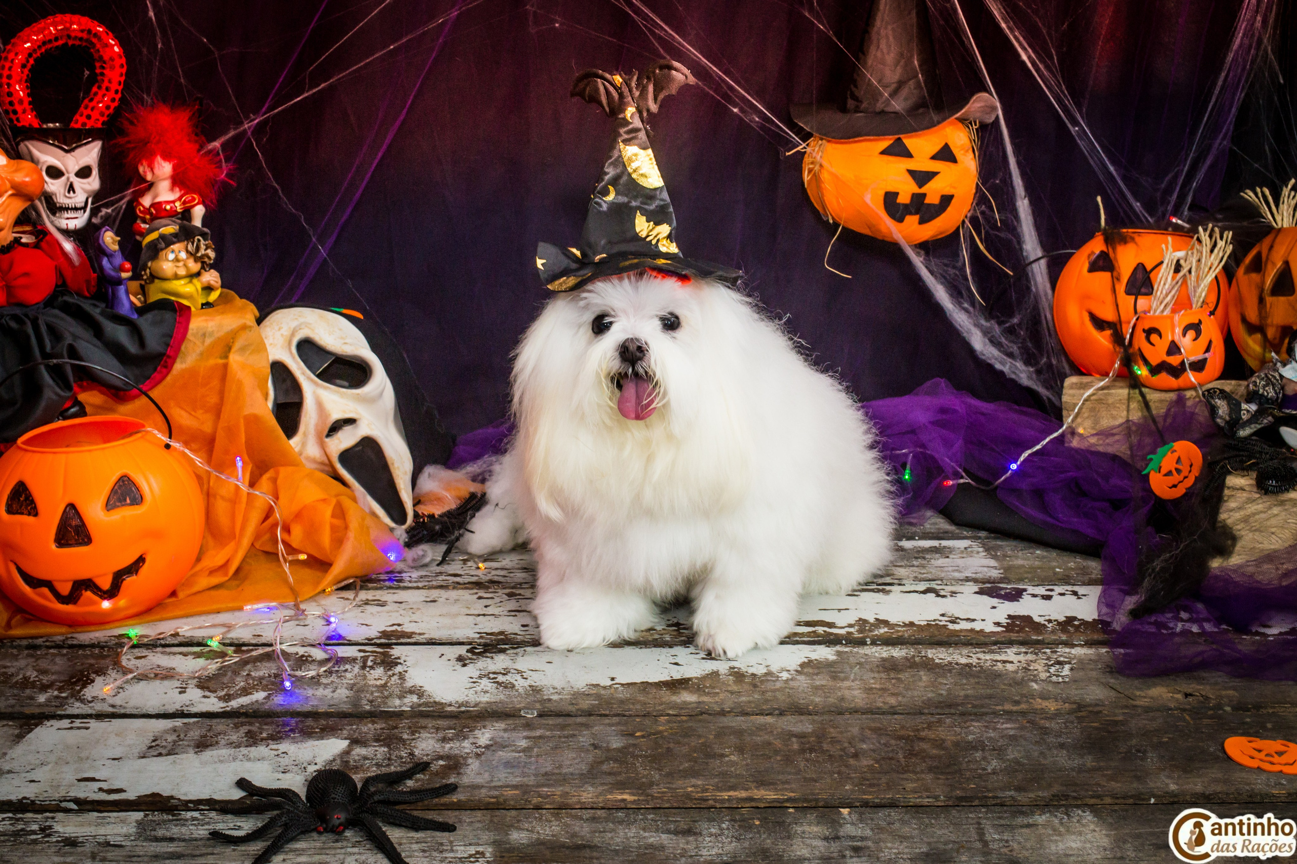 Hallowen — 2020 Doces ou travessuras. Fotografia Pet — estúdio, eventos, aniversários, ensaios temáticos