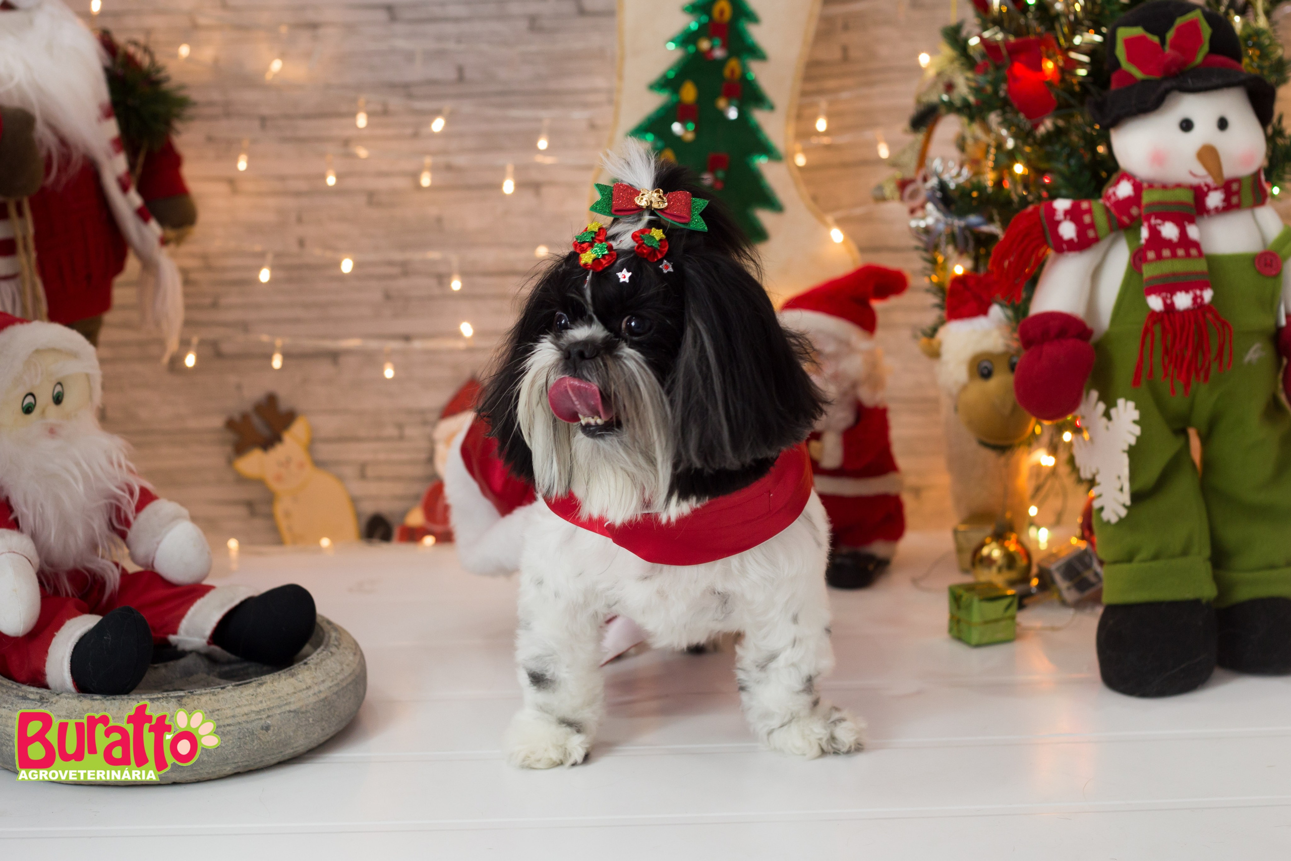 2018 — Natal encantado dos Pets. Fotografia Pet — estúdio, eventos, aniversários, ensaios temáticos