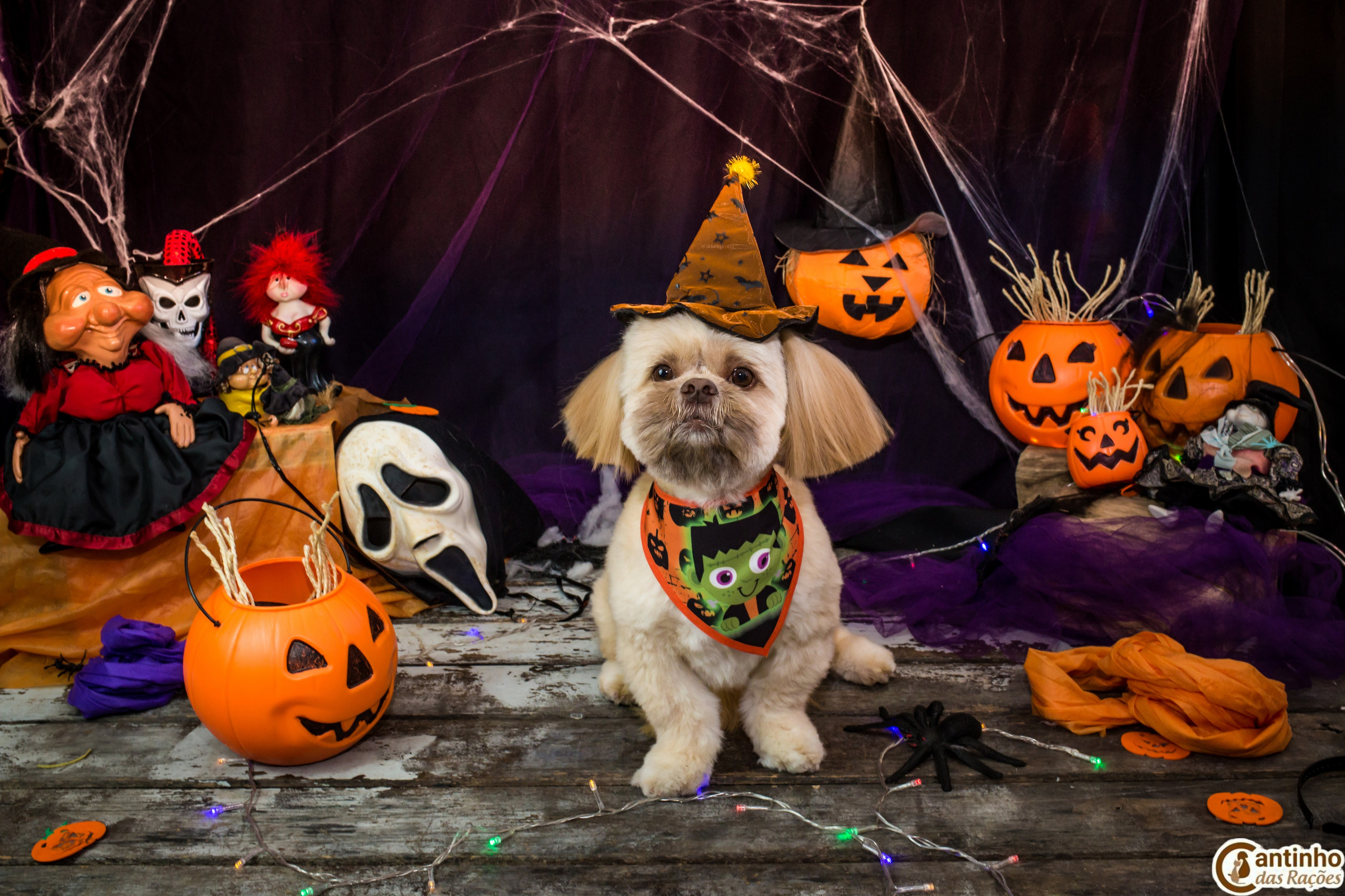 Hallowen — 2020 Doces ou travessuras. Fotografia Pet — estúdio, eventos, aniversários, ensaios temáticos