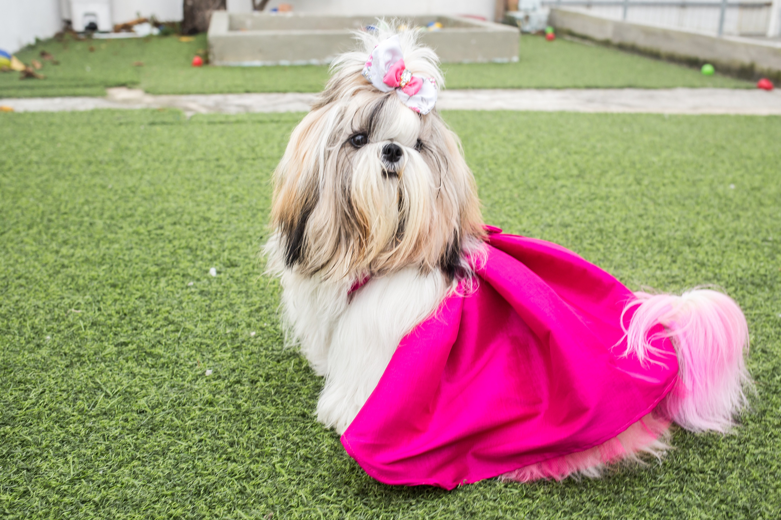 Kiara — 1 aninho. Fotografia Pet — estúdio, eventos, aniversários, ensaios temáticos
