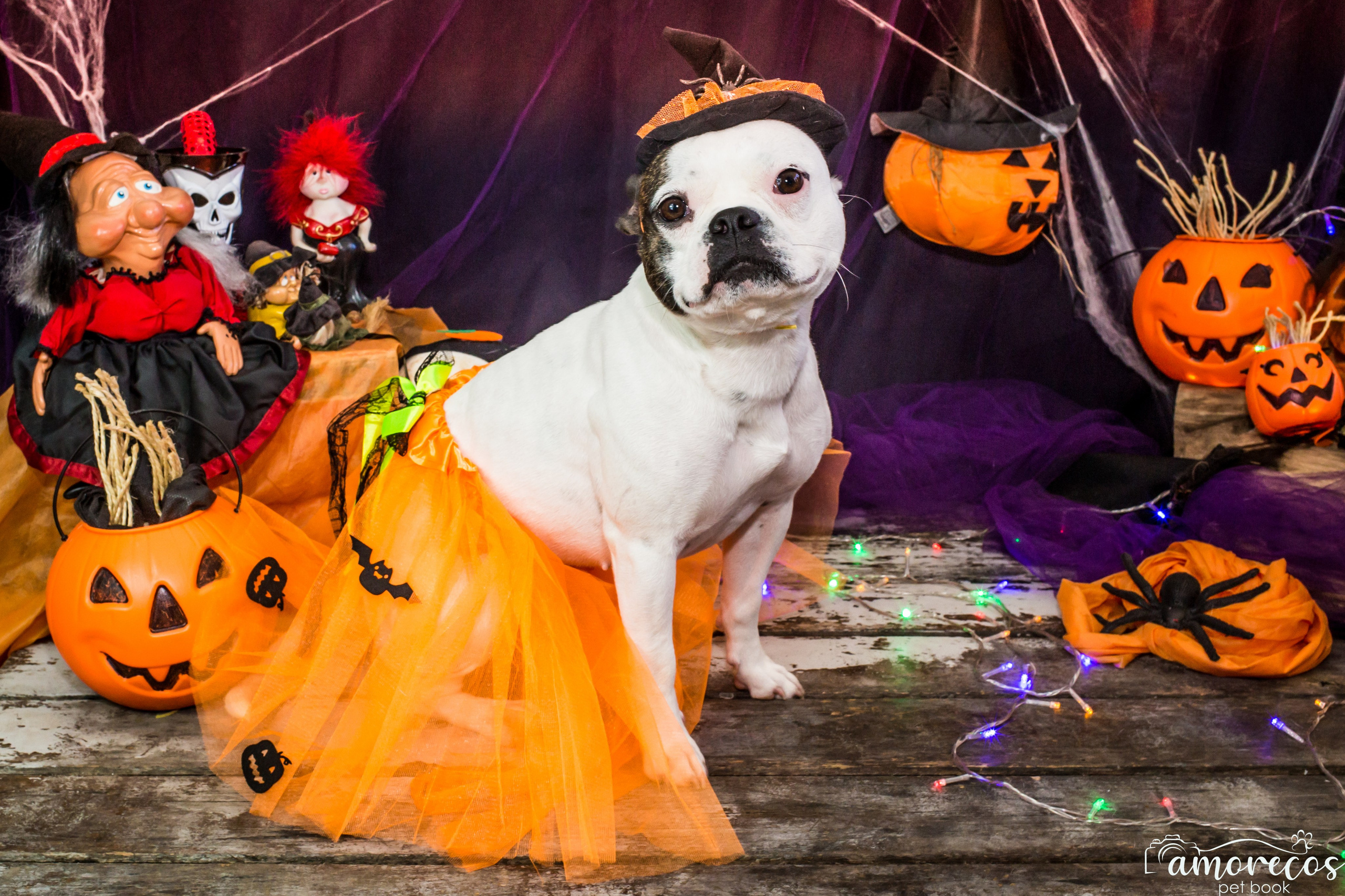 Hallowen — 2020 Doces ou travessuras. Fotografia Pet — estúdio, eventos, aniversários, ensaios temáticos