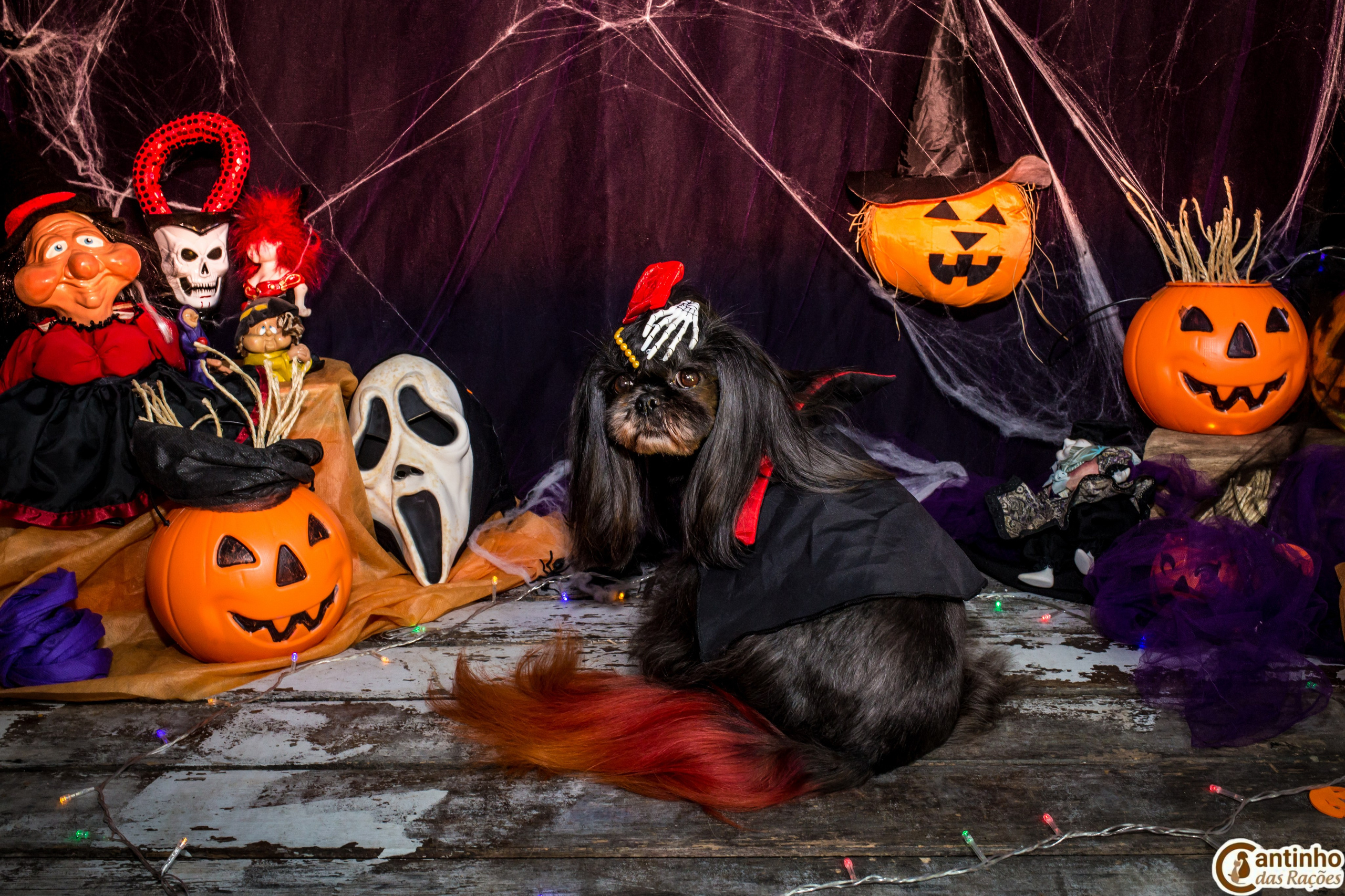 Hallowen — 2020 Doces ou travessuras. Fotografia Pet — estúdio, eventos, aniversários, ensaios temáticos