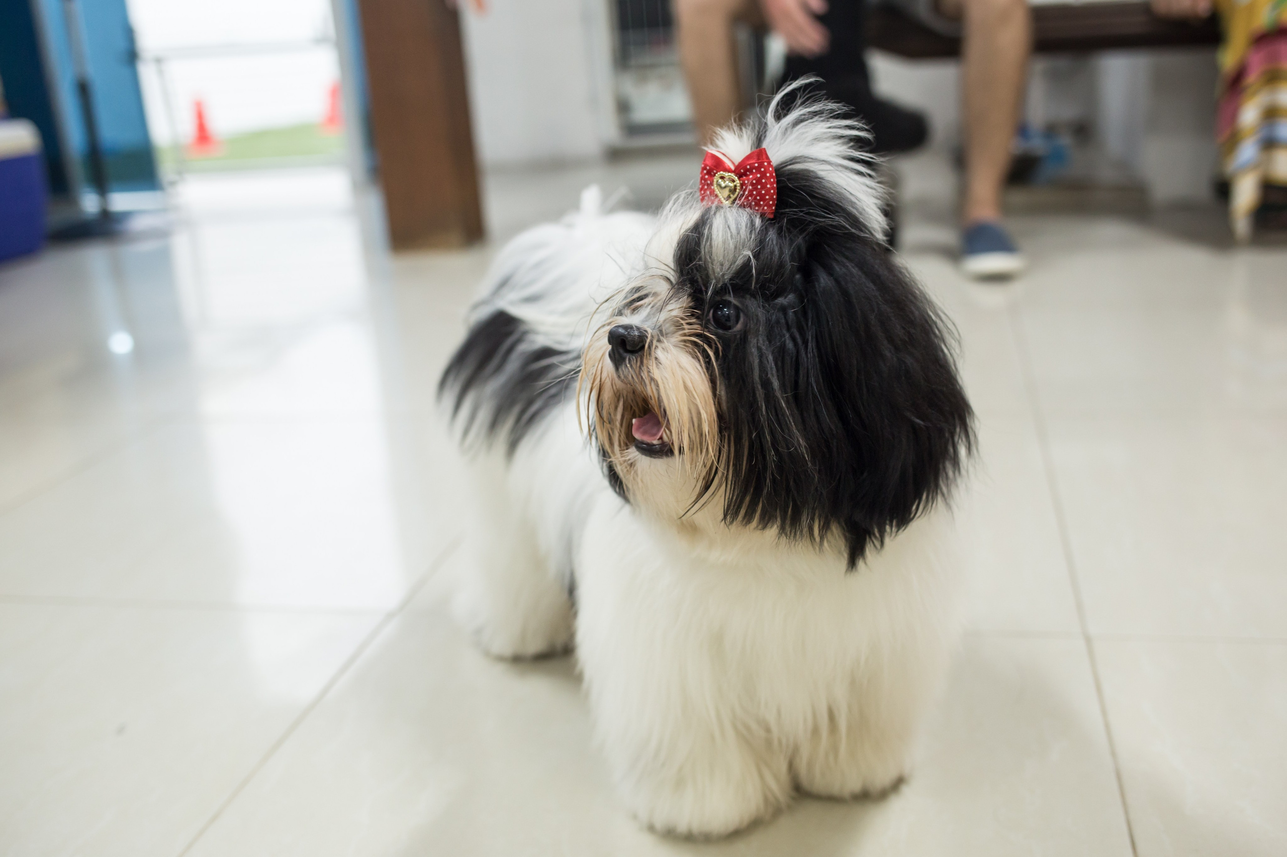 Kiara — 1 aninho. Fotografia Pet — estúdio, eventos, aniversários, ensaios temáticos