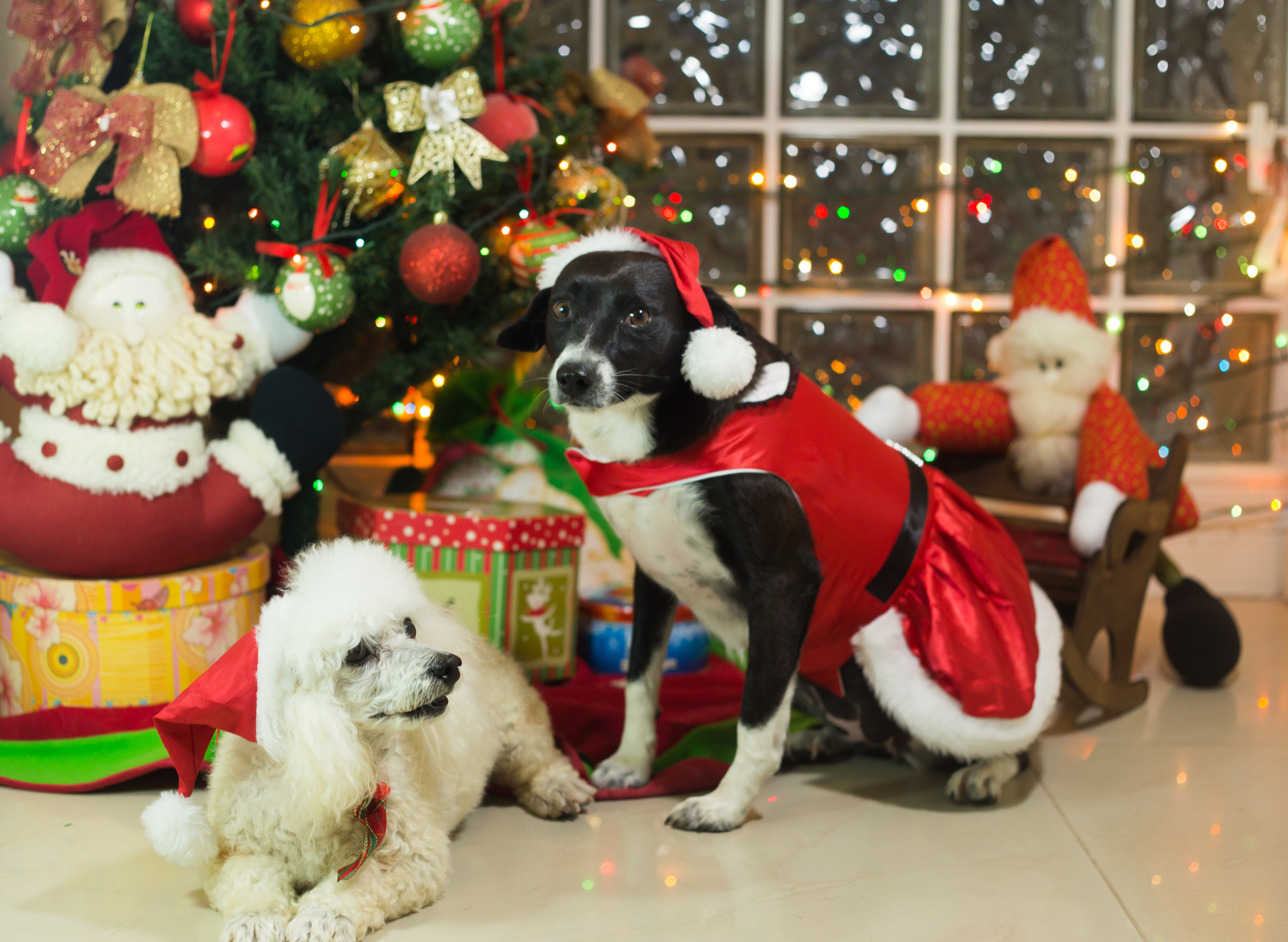 🐾 Um Natal cheio de amor, no cantinho deles. Fotografia Pet — estúdio, eventos, aniversários, ensaios temáticos