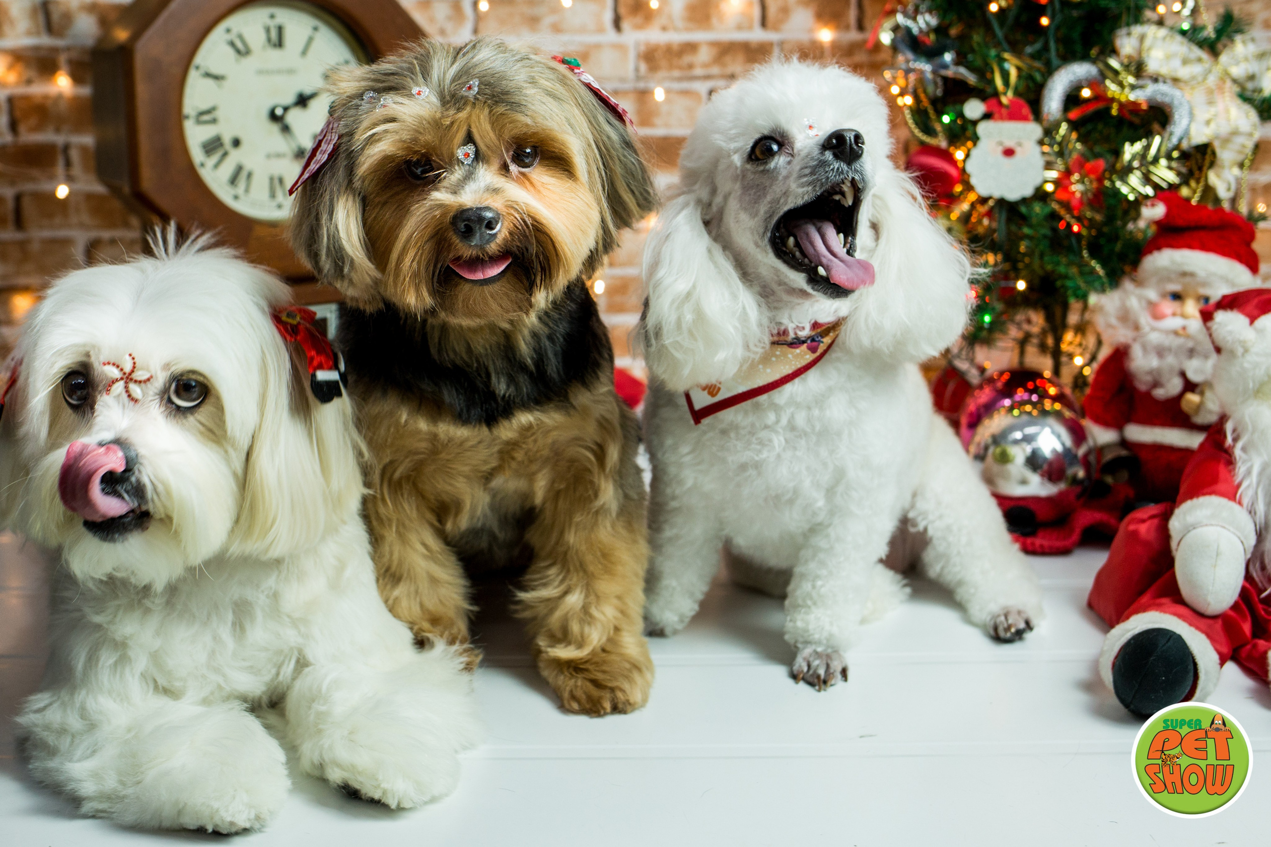 2019 — Natal encantado dos Pets. Fotografia Pet — estúdio, eventos, aniversários, ensaios temáticos