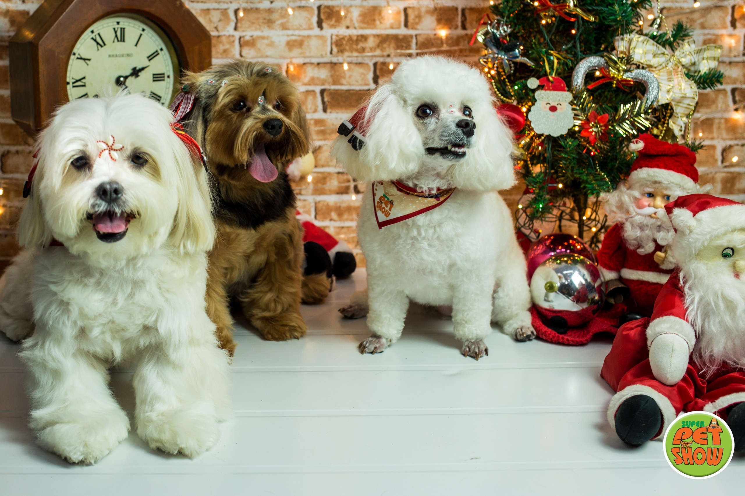 2019 — Natal encantado dos Pets. Fotografia Pet — estúdio, eventos, aniversários, ensaios temáticos