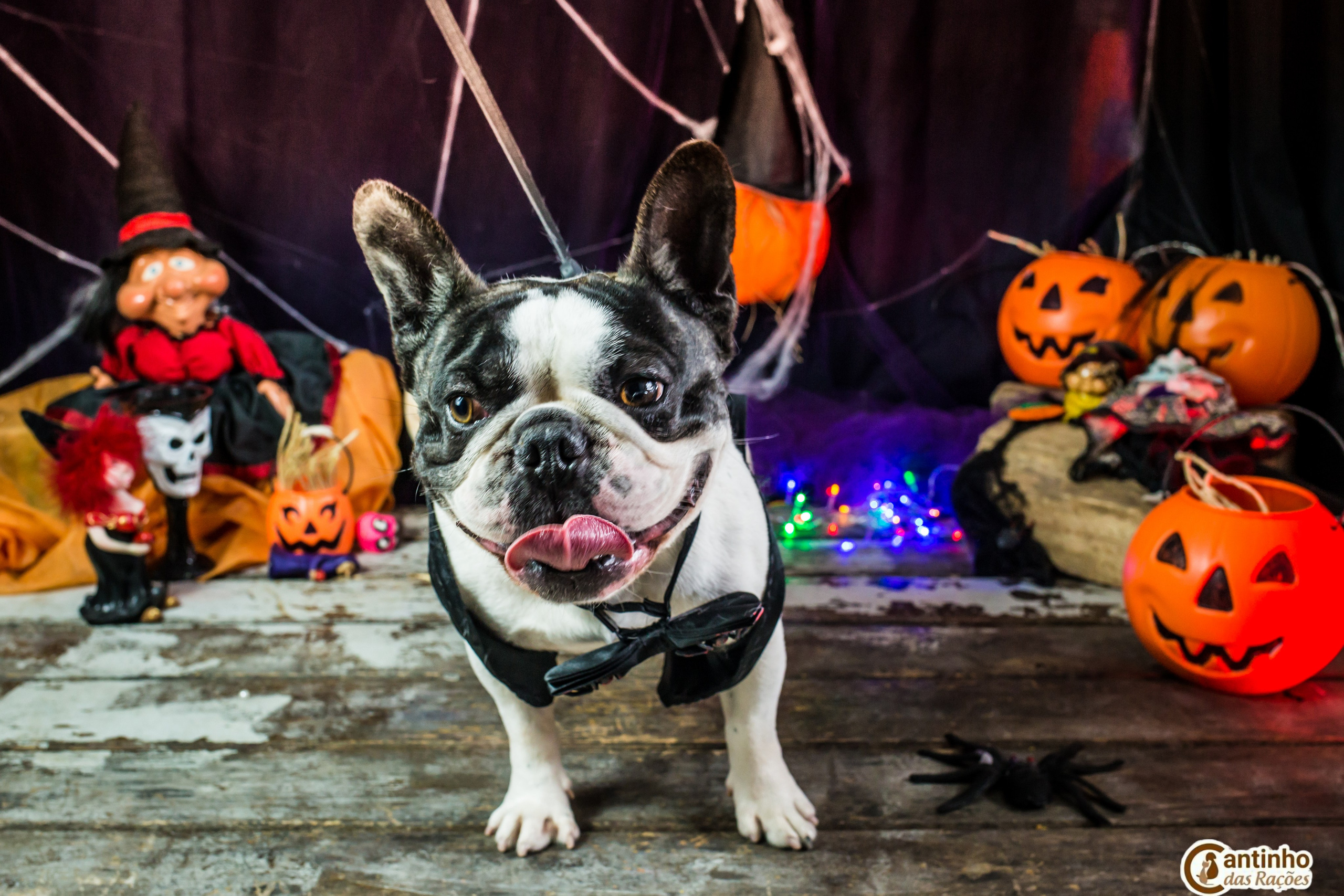 Hallowen — 2020 Doces ou travessuras. Fotografia Pet — estúdio, eventos, aniversários, ensaios temáticos