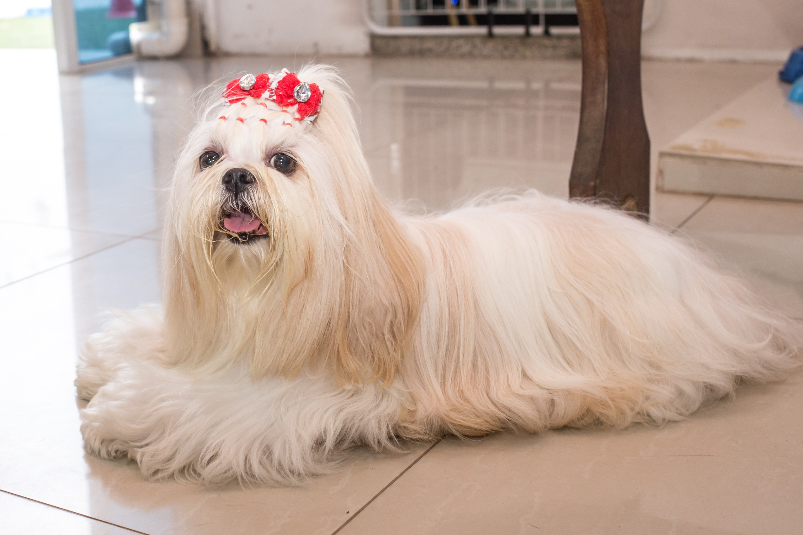 Kiara — 1 aninho. Fotografia Pet — estúdio, eventos, aniversários, ensaios temáticos