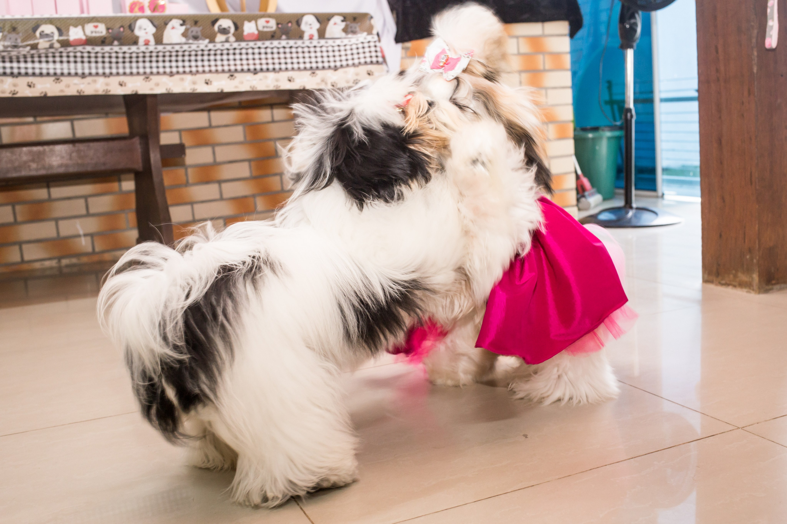 Kiara — 1 aninho. Fotografia Pet — estúdio, eventos, aniversários, ensaios temáticos