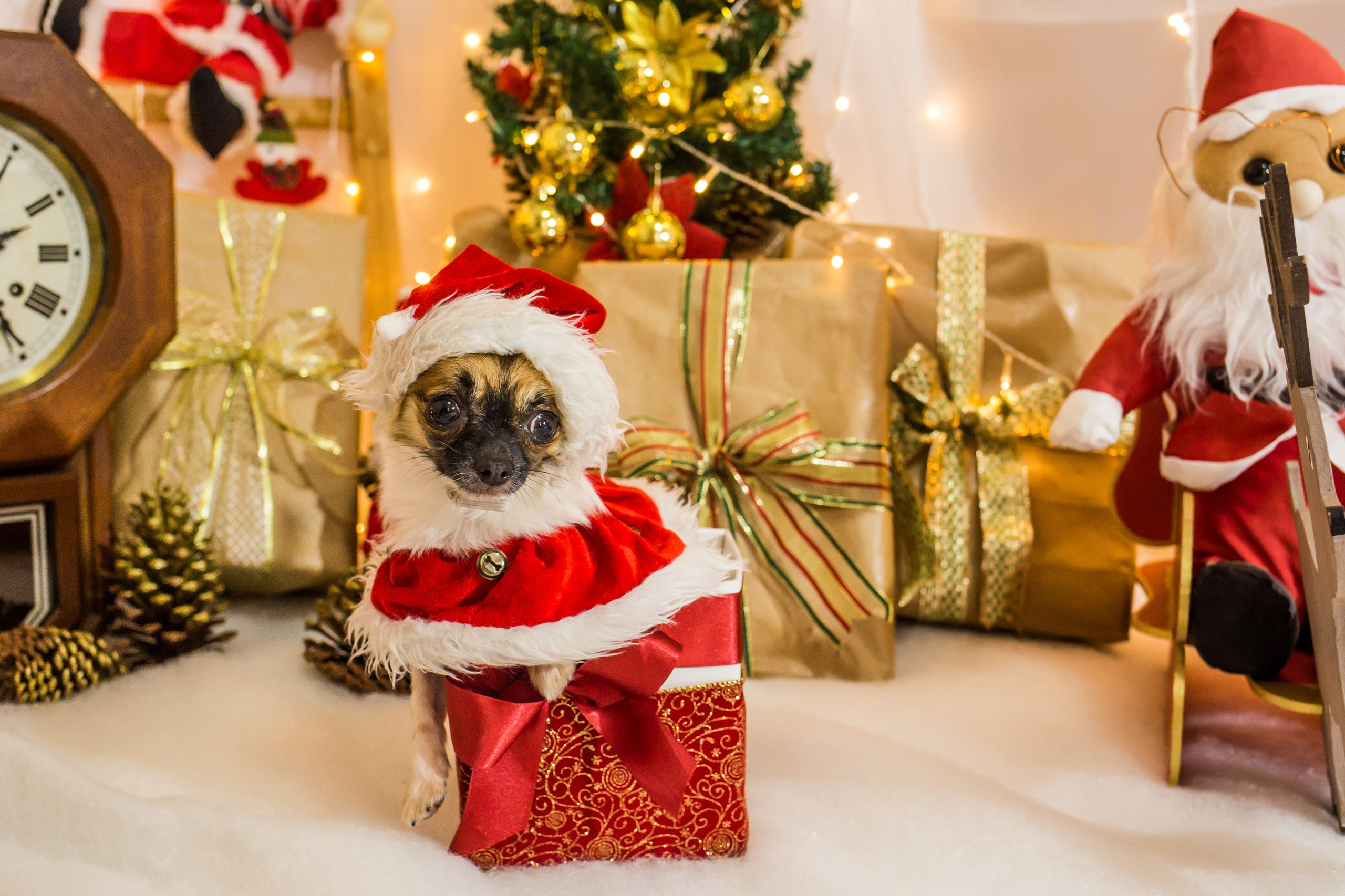 2021 — Natal encantado dos Pets. Fotografia Pet — estúdio, eventos, aniversários, ensaios temáticos