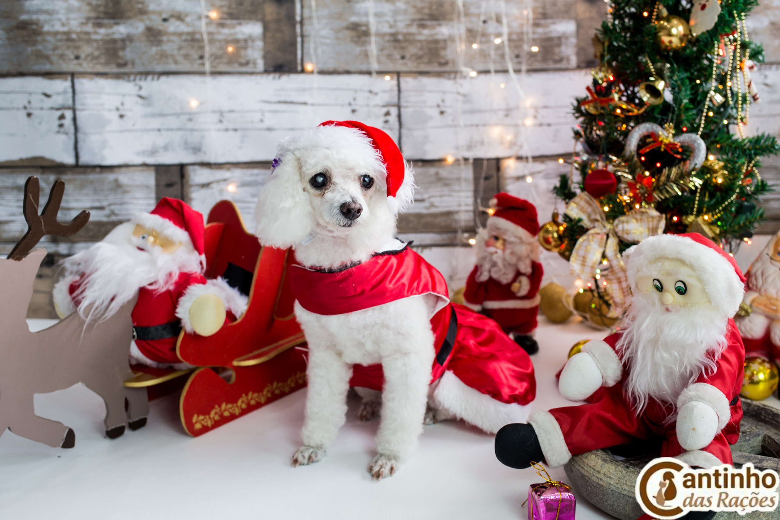 2019 — Natal encantado dos Pets. Fotografia Pet — estúdio, eventos, aniversários, ensaios temáticos