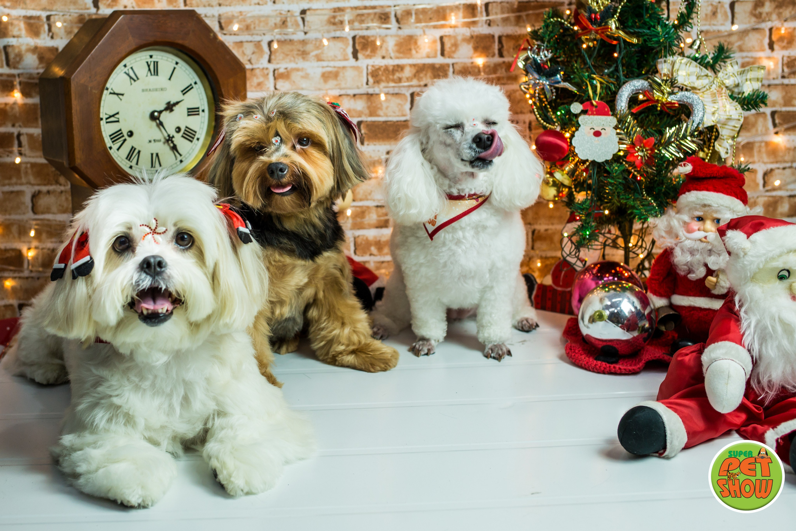 2019 — Natal encantado dos Pets. Fotografia Pet — estúdio, eventos, aniversários, ensaios temáticos