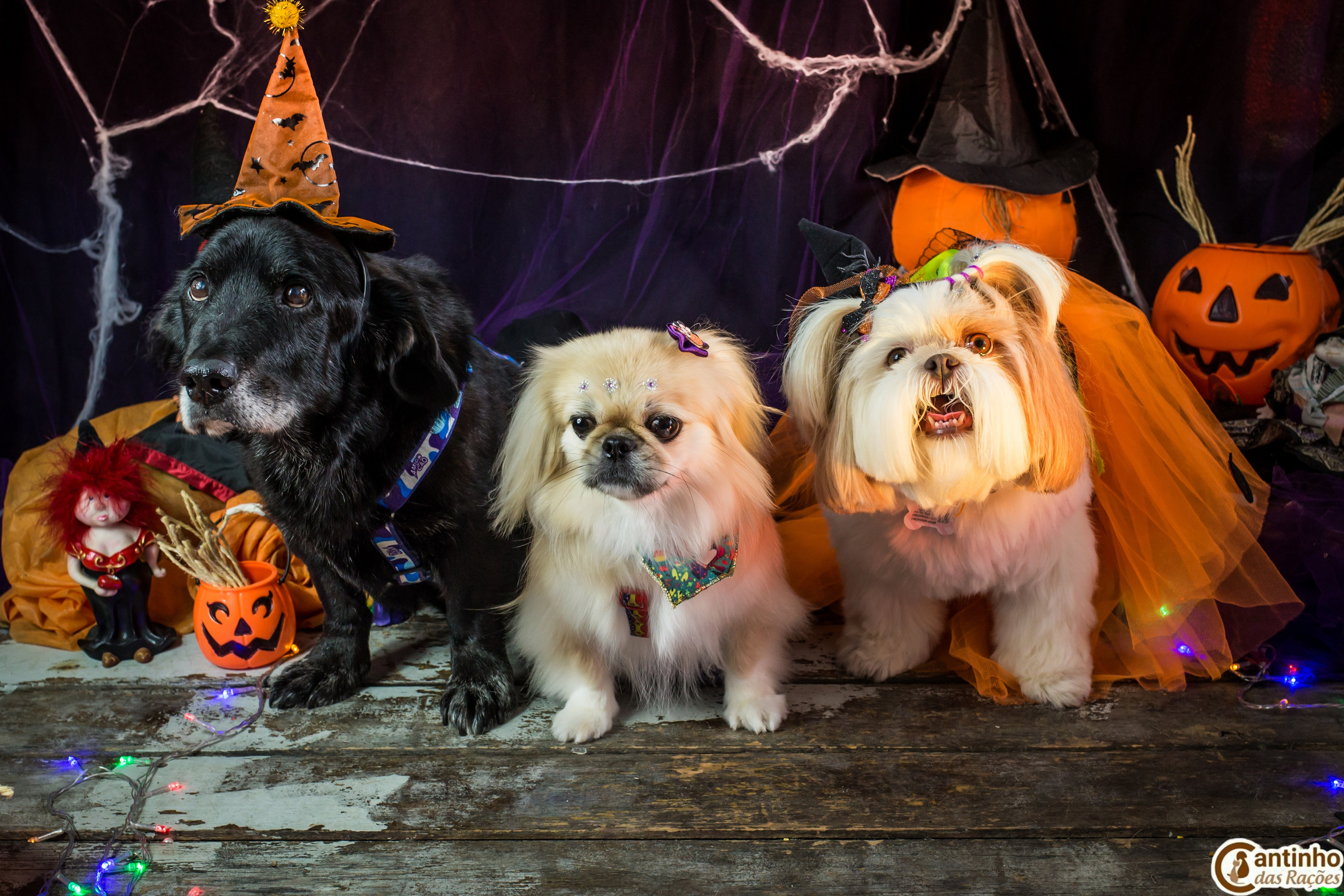 Hallowen — 2020 Doces ou travessuras. Fotografia Pet — estúdio, eventos, aniversários, ensaios temáticos